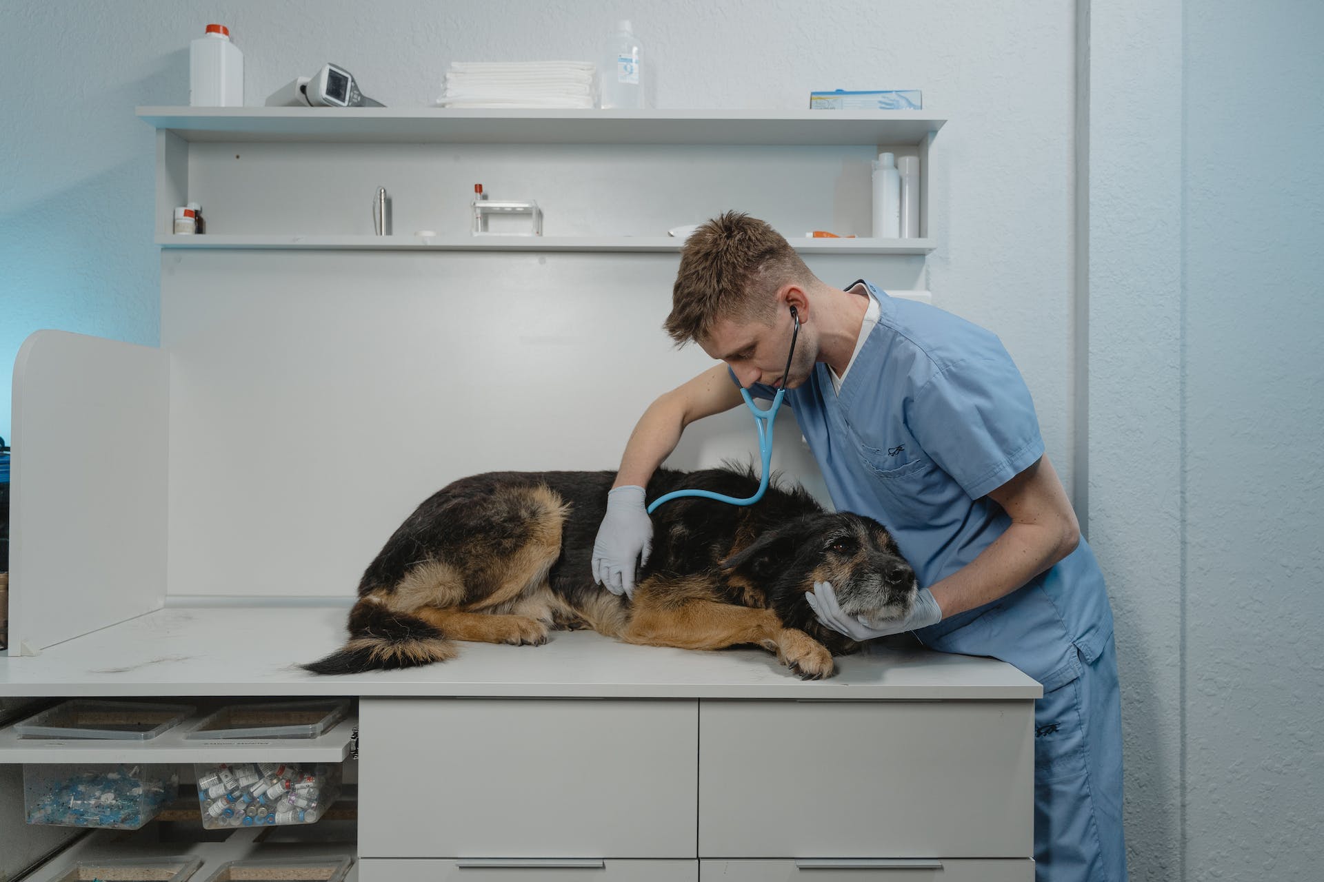 A vet conducting a health checkup for a dog at a clinic