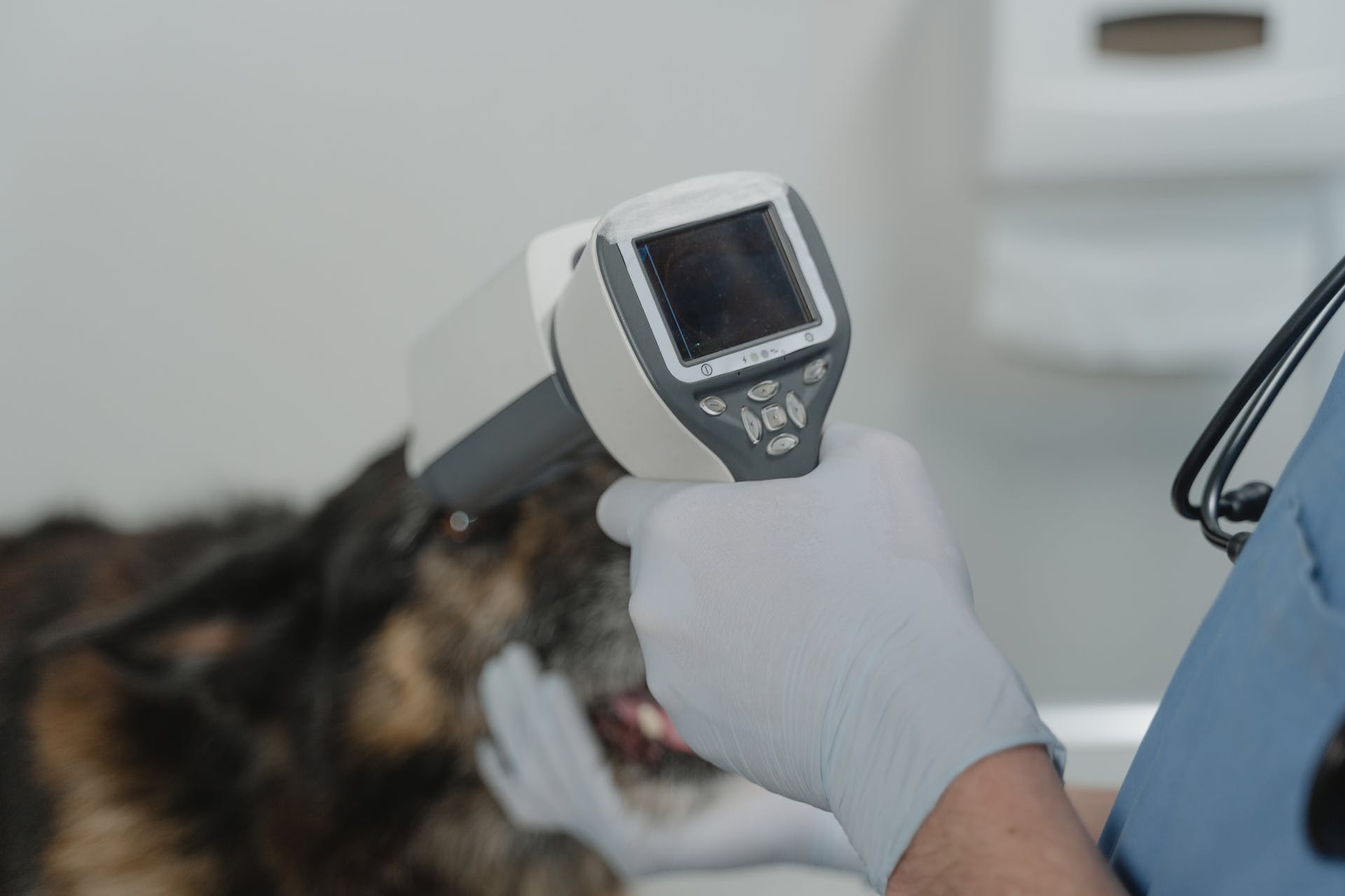 un veterinario scansiona il microchip sottocutaneo di un cane