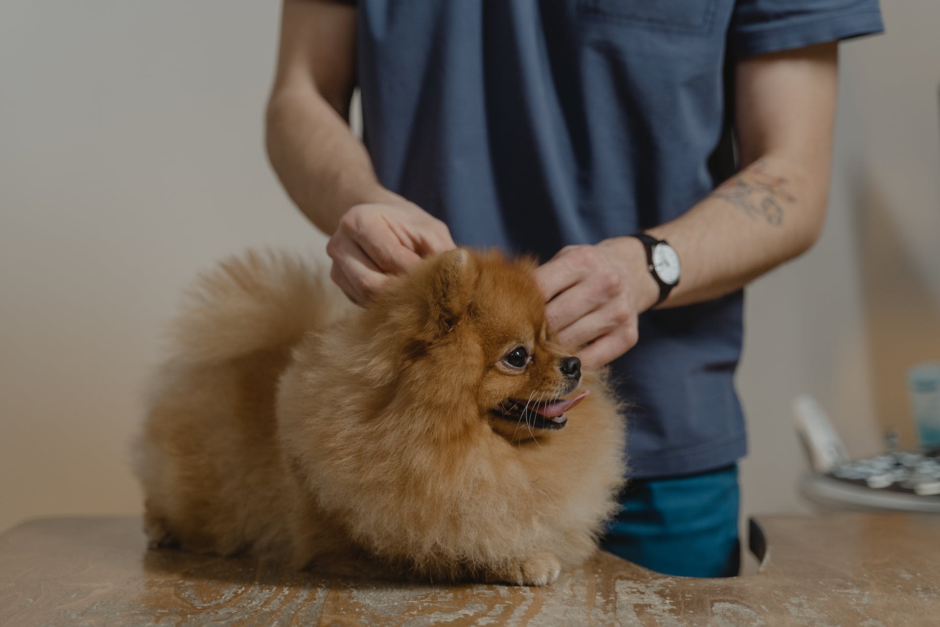 A Pomeranian dog getting checked at the vet clinic