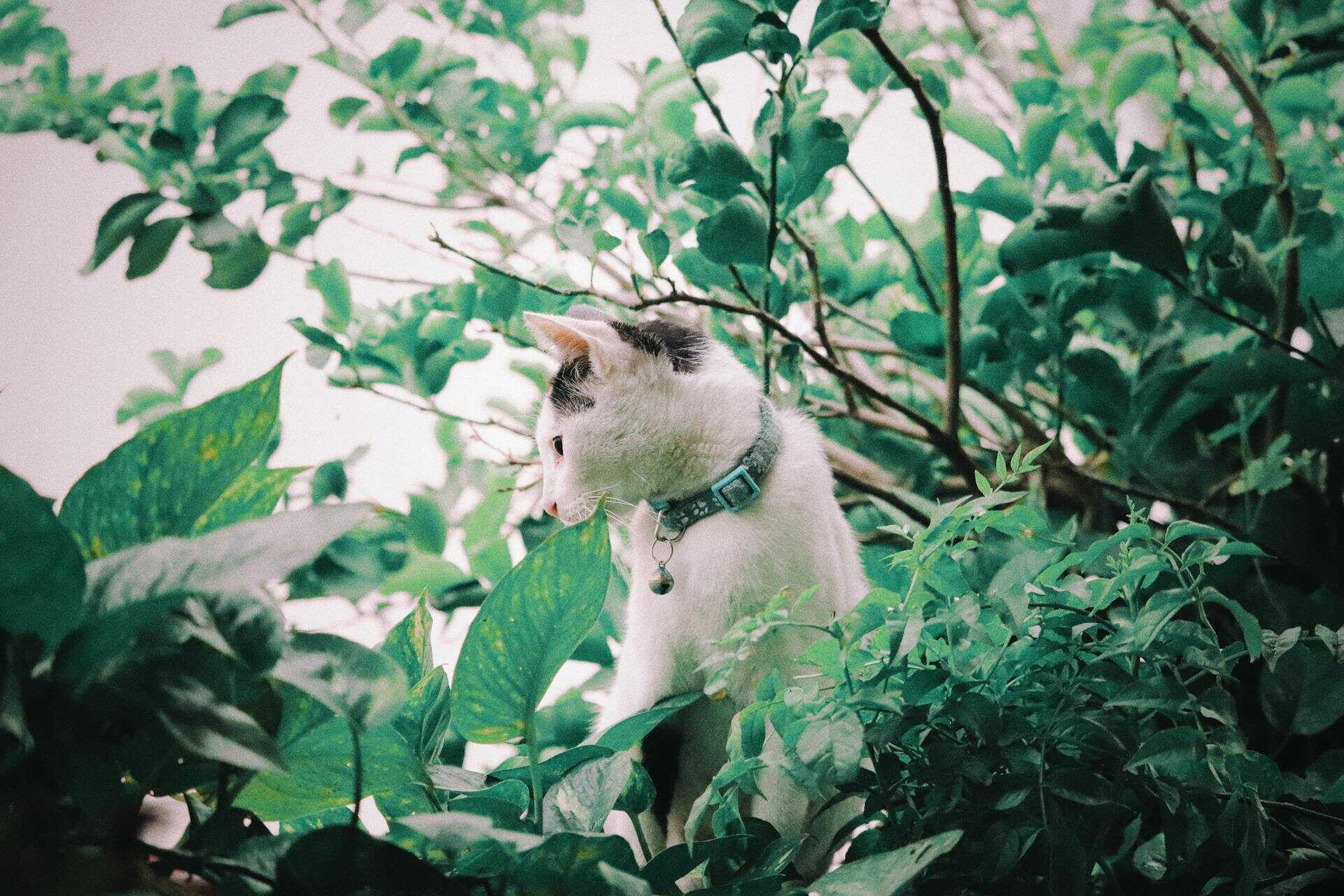 A cat in a tree wearing a collar with a bell