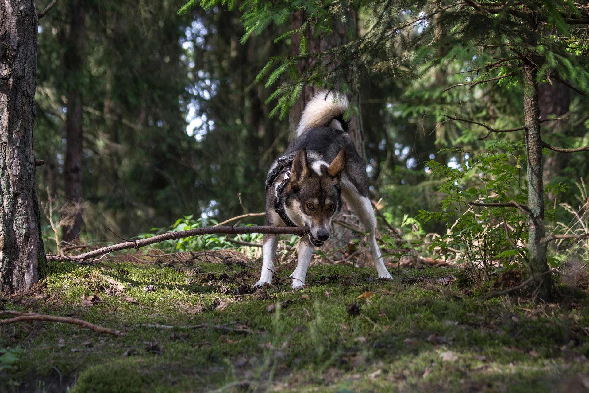 A Husky puppy playing with a branch in a forest