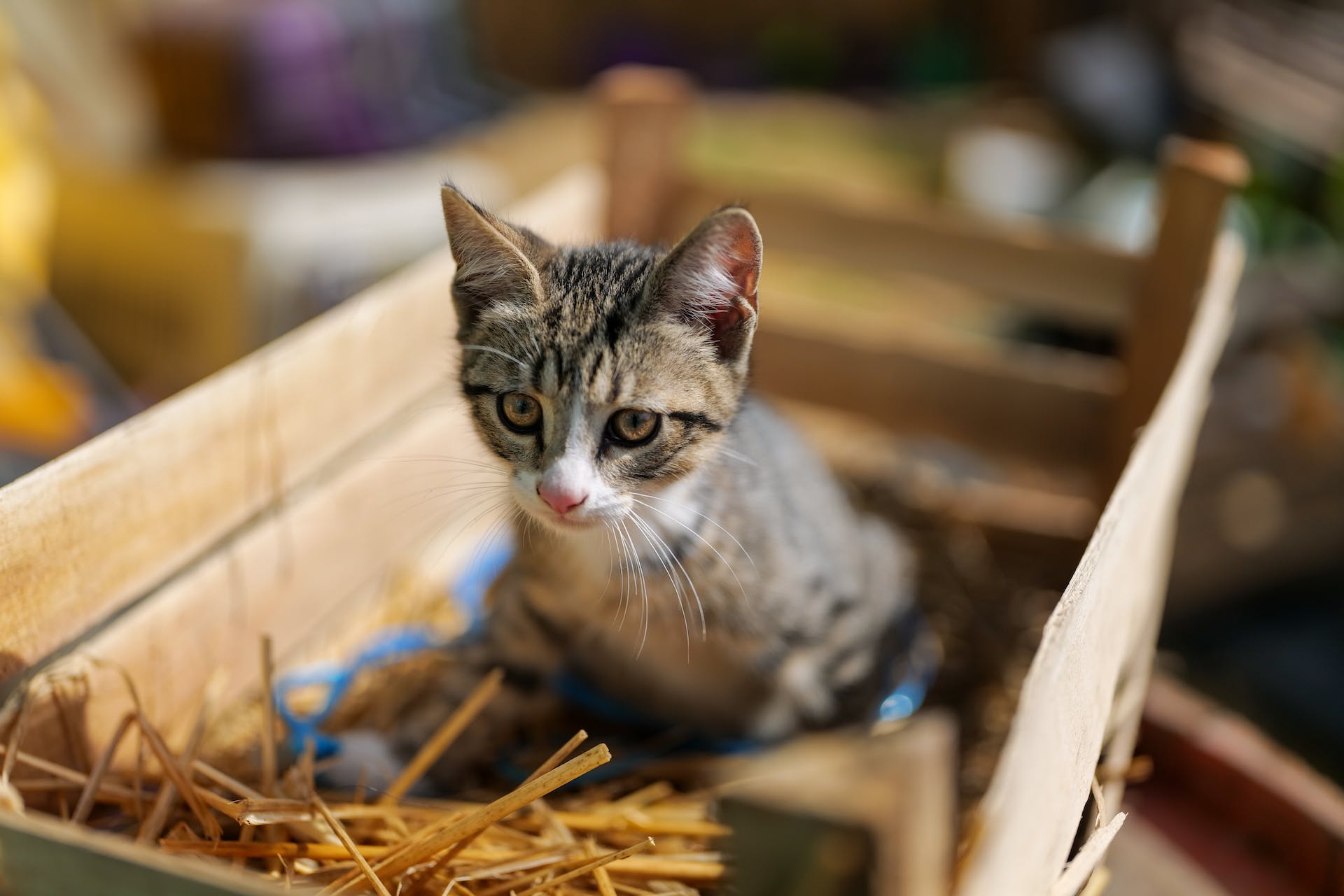 An outdoor cat settling into a crate full of straw