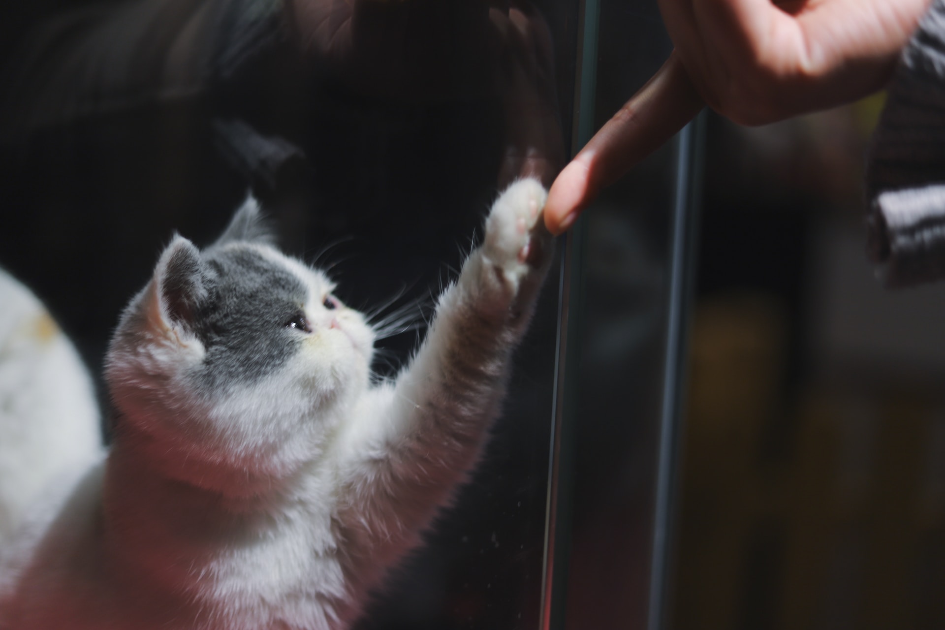 A kitten reaching for a man's finger with their paw