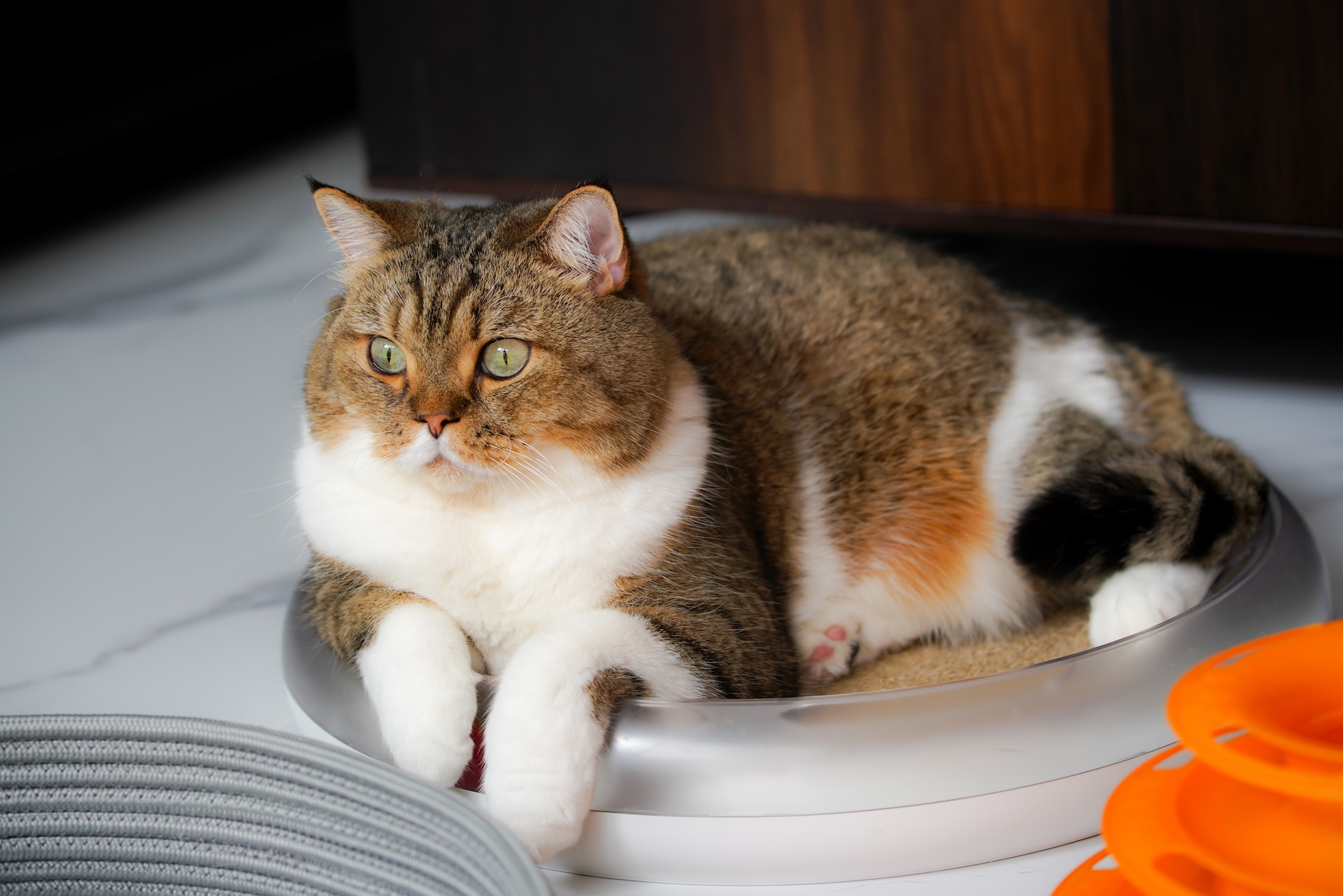 An overweight cat sitting in a bowl on a table