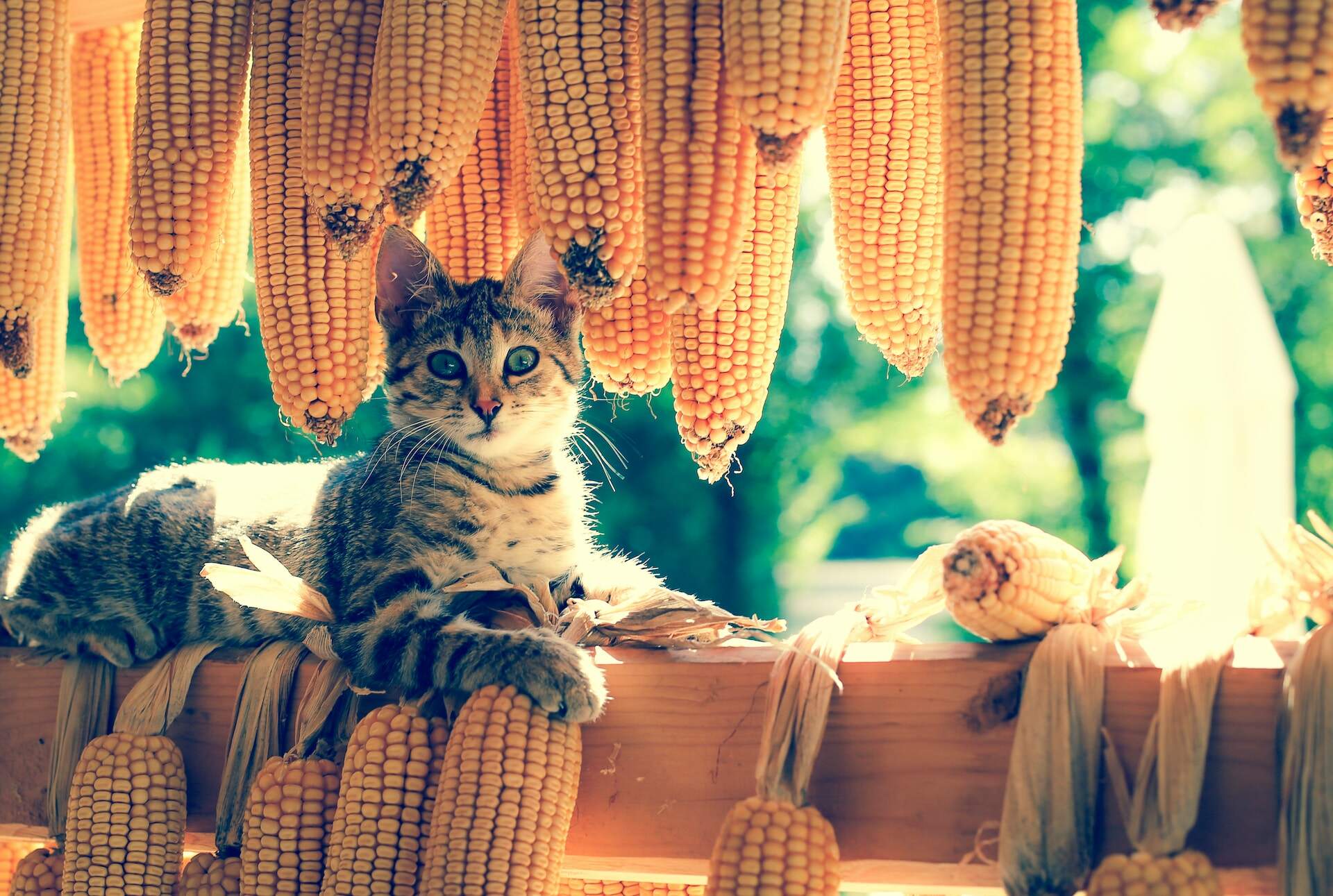 A cat sitting by hanging corn cobs