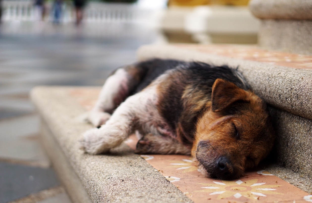 Hund schläft in Seitenlage auf einer Stufe