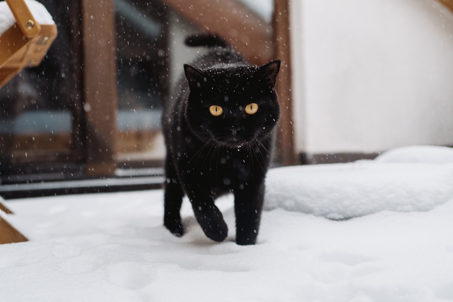 Schwarze Katze spaziert durch den Schnee