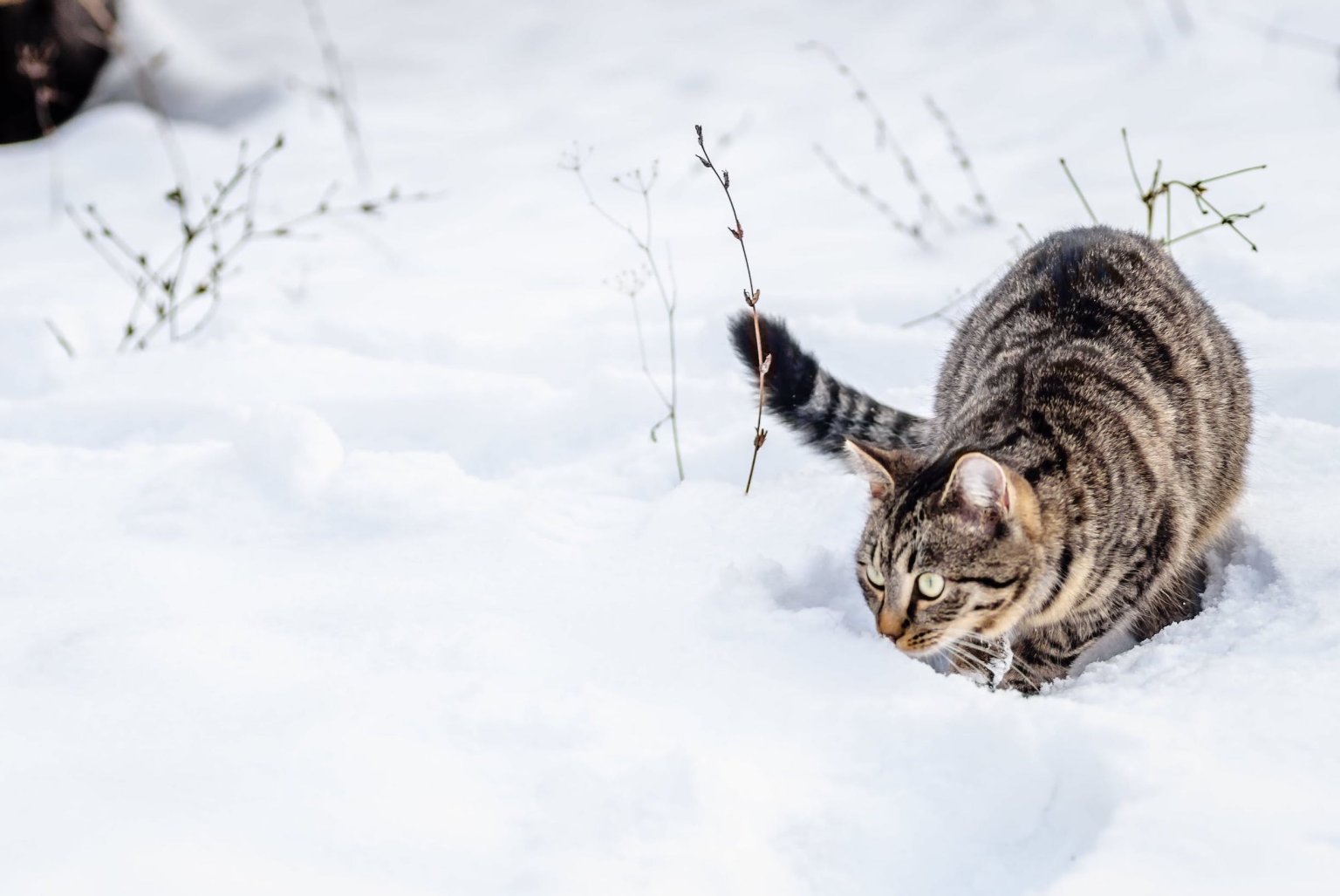 FreigängerKatze im Winter Das musst du beachten Tractive