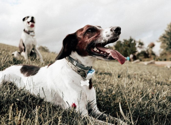 Honden op een veld met de Tractive GPS-trackers