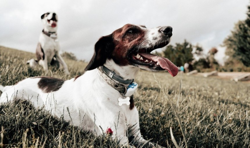 Honden op een veld met de Tractive GPS-trackers