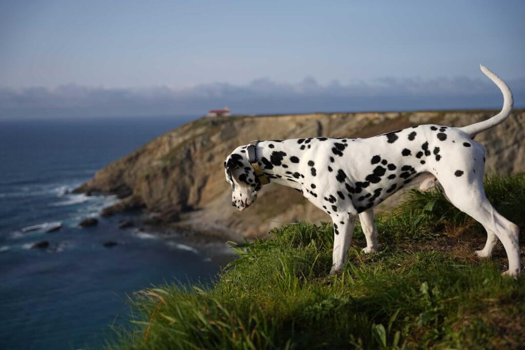 A Dalmatian wearing a Tractive GPS tracker