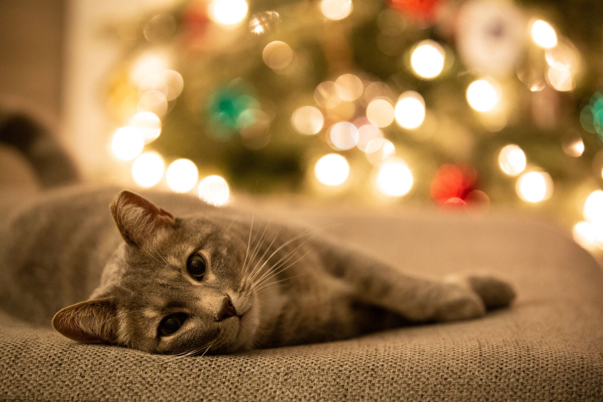 Katze schläft auf einer Bank neben einem Weihnachtsbaum