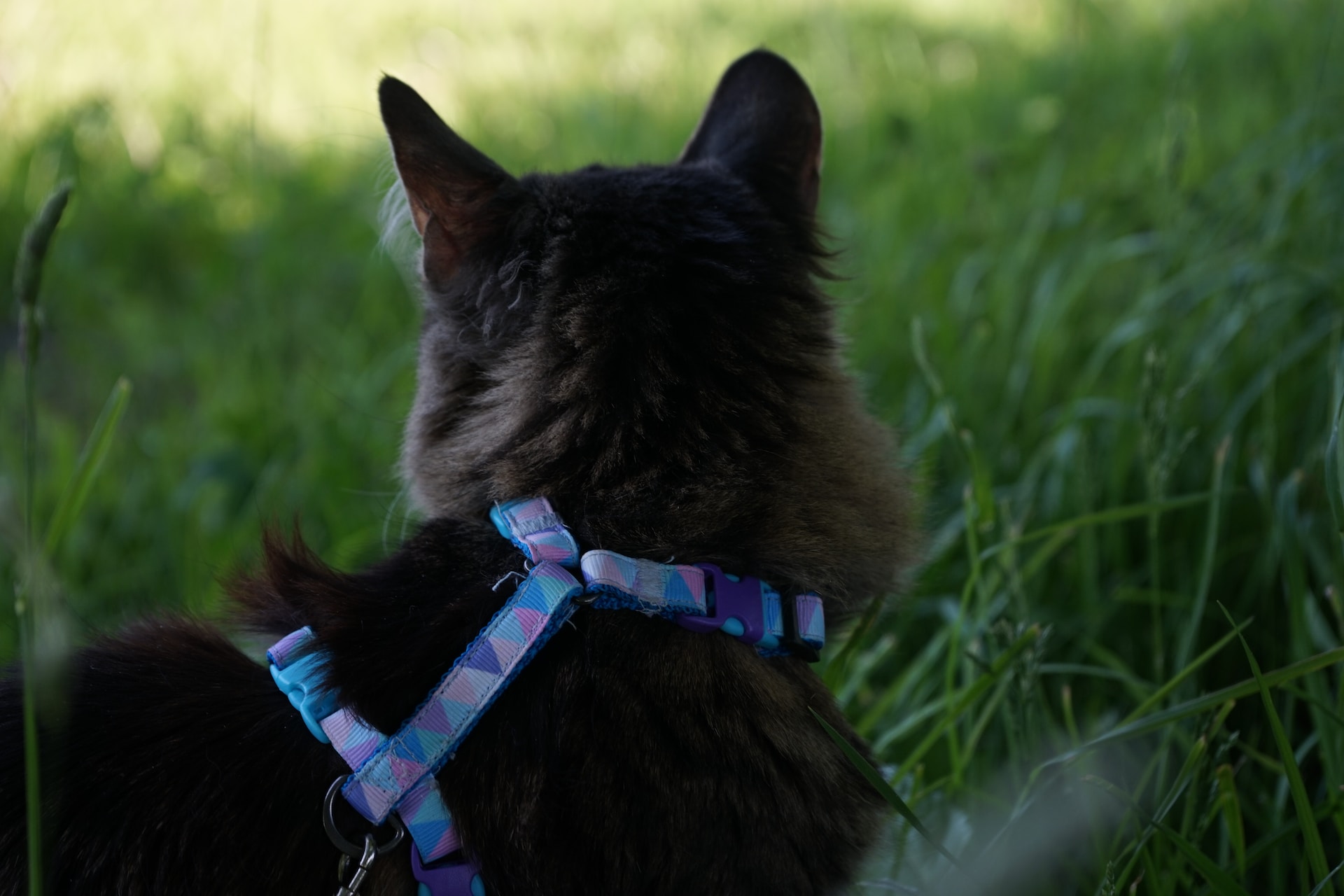 A cat wearing a harness looking out into a grassy lawn