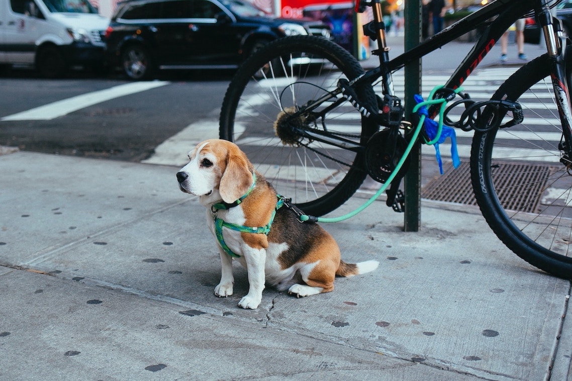 Beagle wartet mit Leine an Fahrrad angehängt