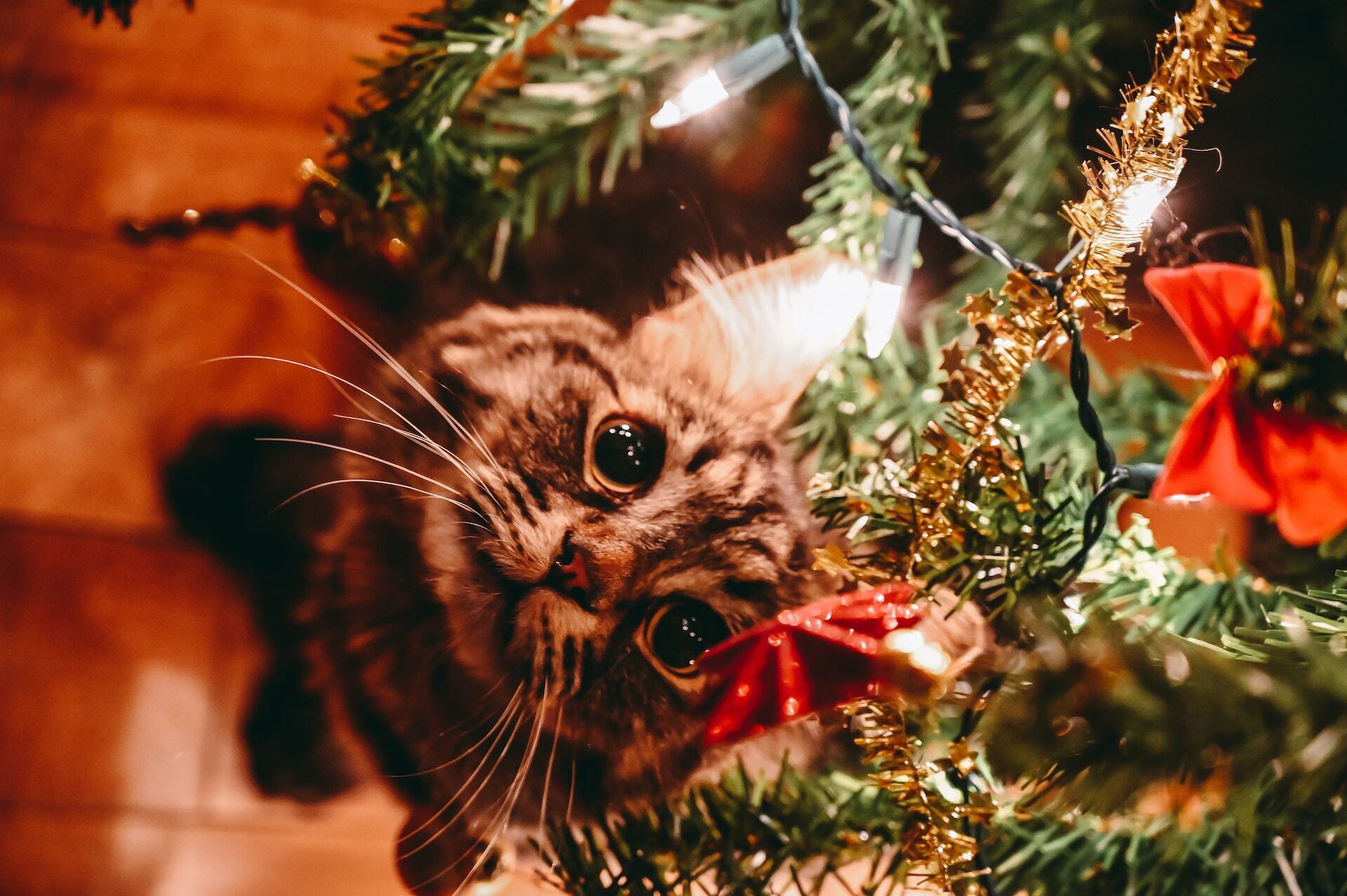 Katze sitzt unter einem Weihnachtsbaum und betrachtet die Lichter