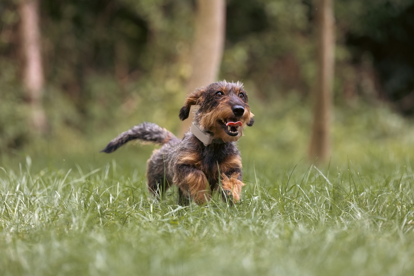 Rauhaardackel trägt Tractive Dog 6 und läuft durch die Wiese