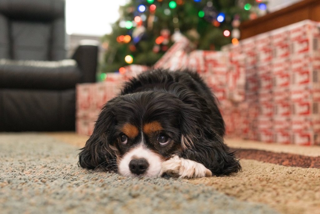 Kleiner Hund liegt auf Teppich vor Weihnachtsbaum mit Geschenken