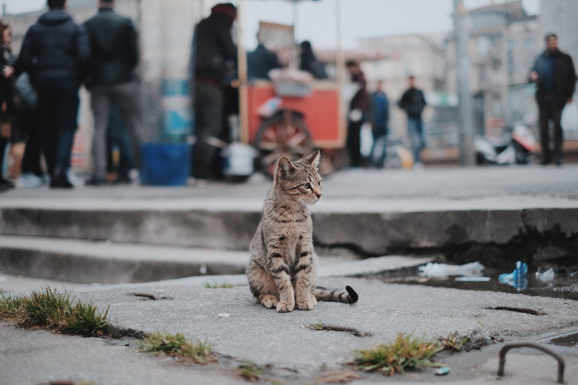 A cat sitting alone on a city pavement surrounded by people