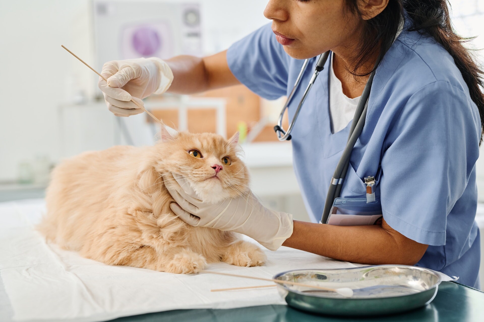 A vet checking a cat's ears for an infection at a clinic
