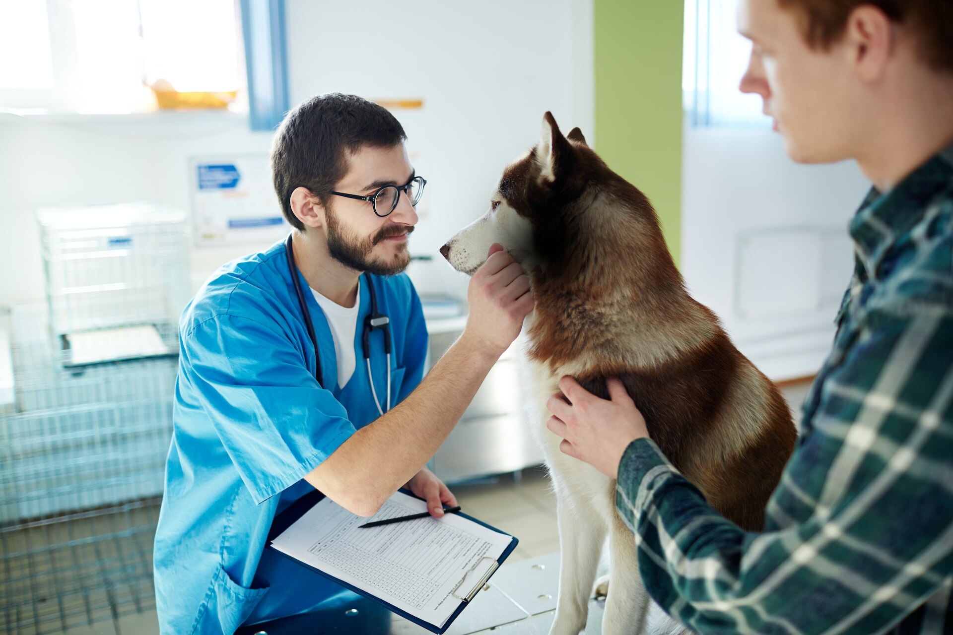 A vet examining a dog at a clinic