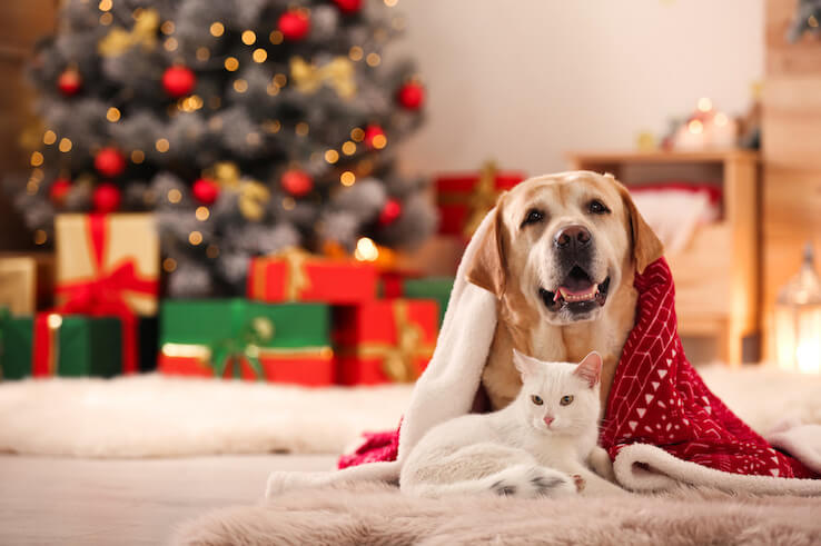 Hund und Katze unter einer Decke vor dem Weihnachtsbaum