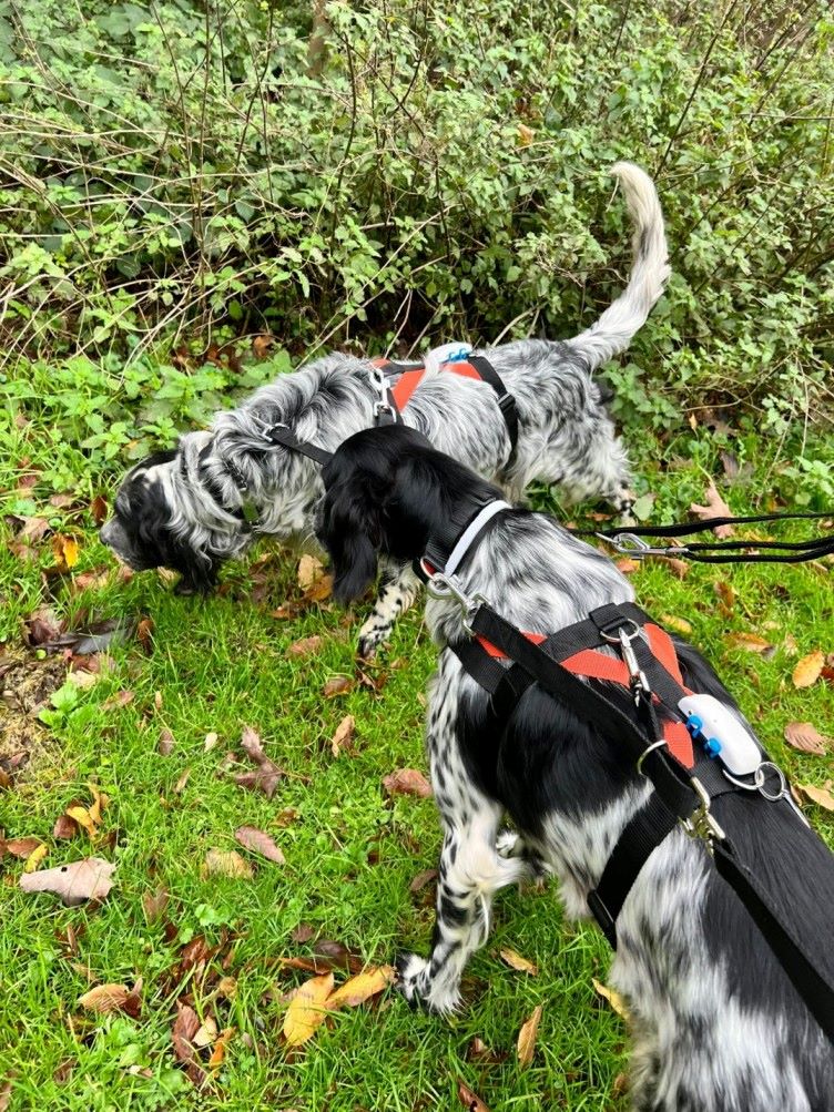Setters exploring a forested area wearing Tractive GPS trackers, leashes, and harnesses