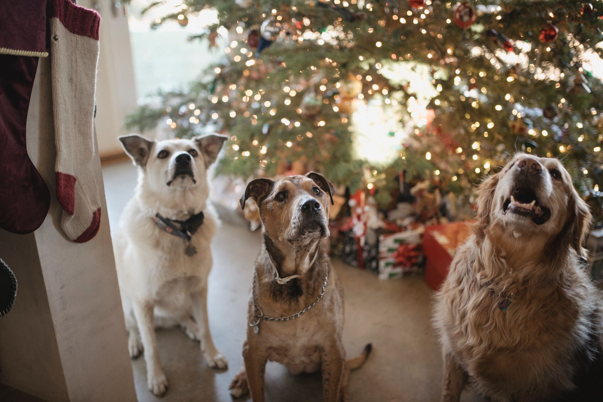 Three dogs sitting by a Christmas tree looking up at the lights