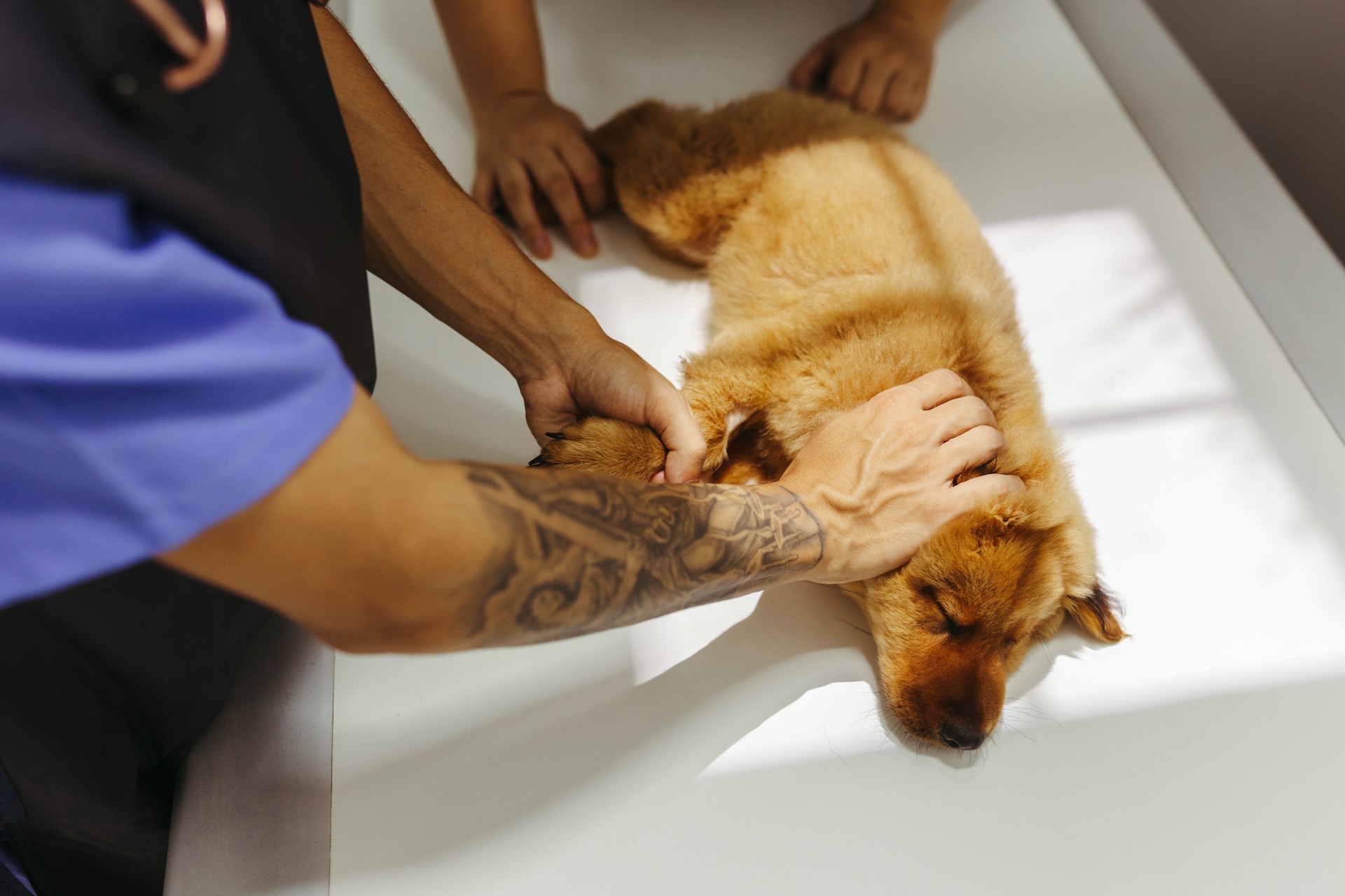 A vet checking up on a dog at a clinic