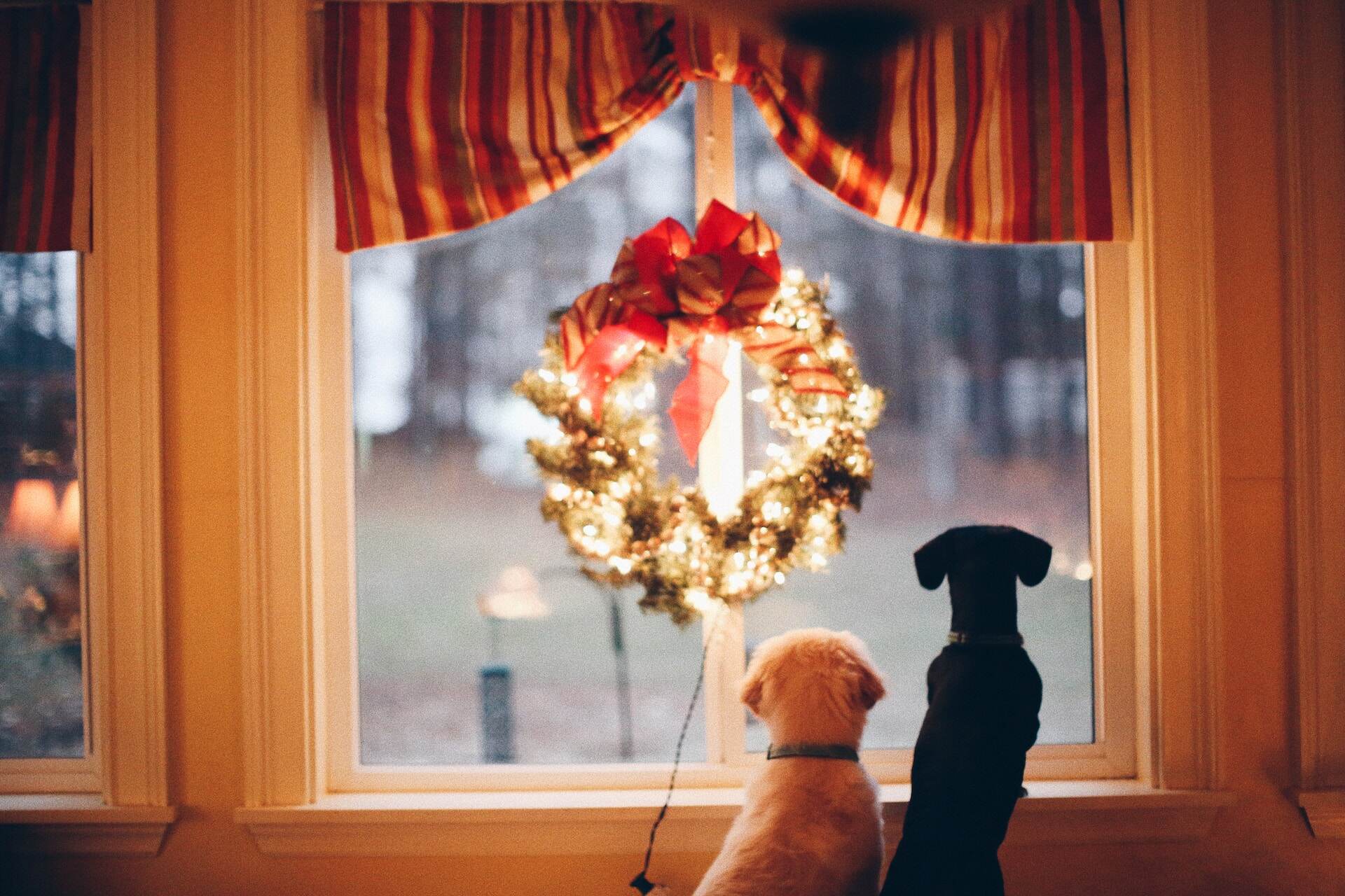 A pair of dogs looking outside a window decorated with a Christmas wreath
