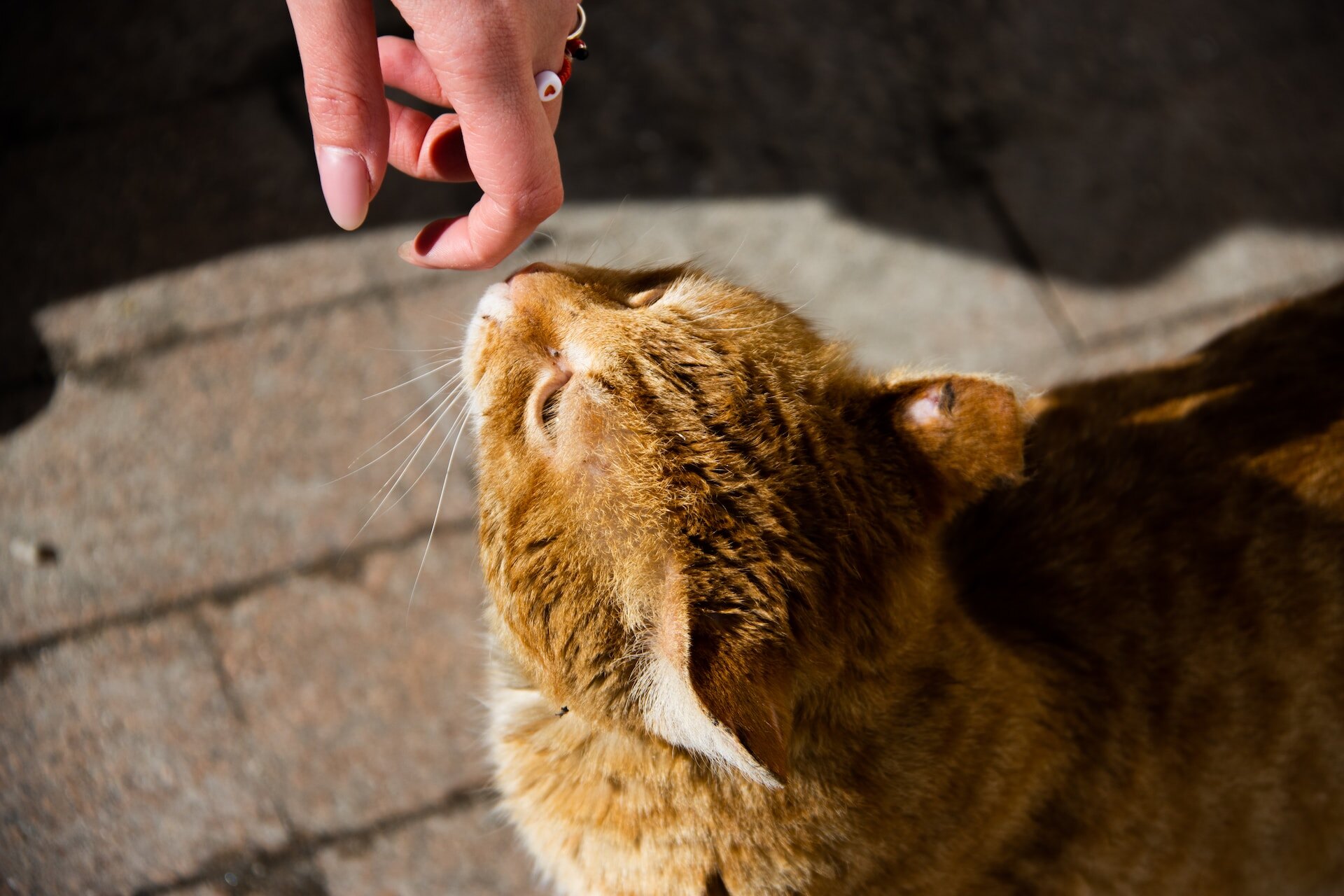 A cat sniffing a woman's hand
