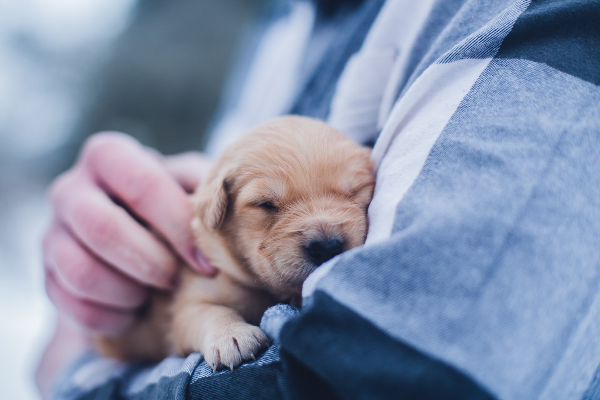A puppy sleeping in a man's arms