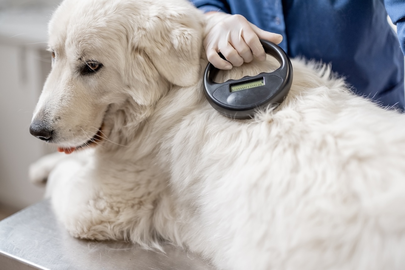 Mikrochip wird bei Golden Retriever von Tierarzt ausgelesen