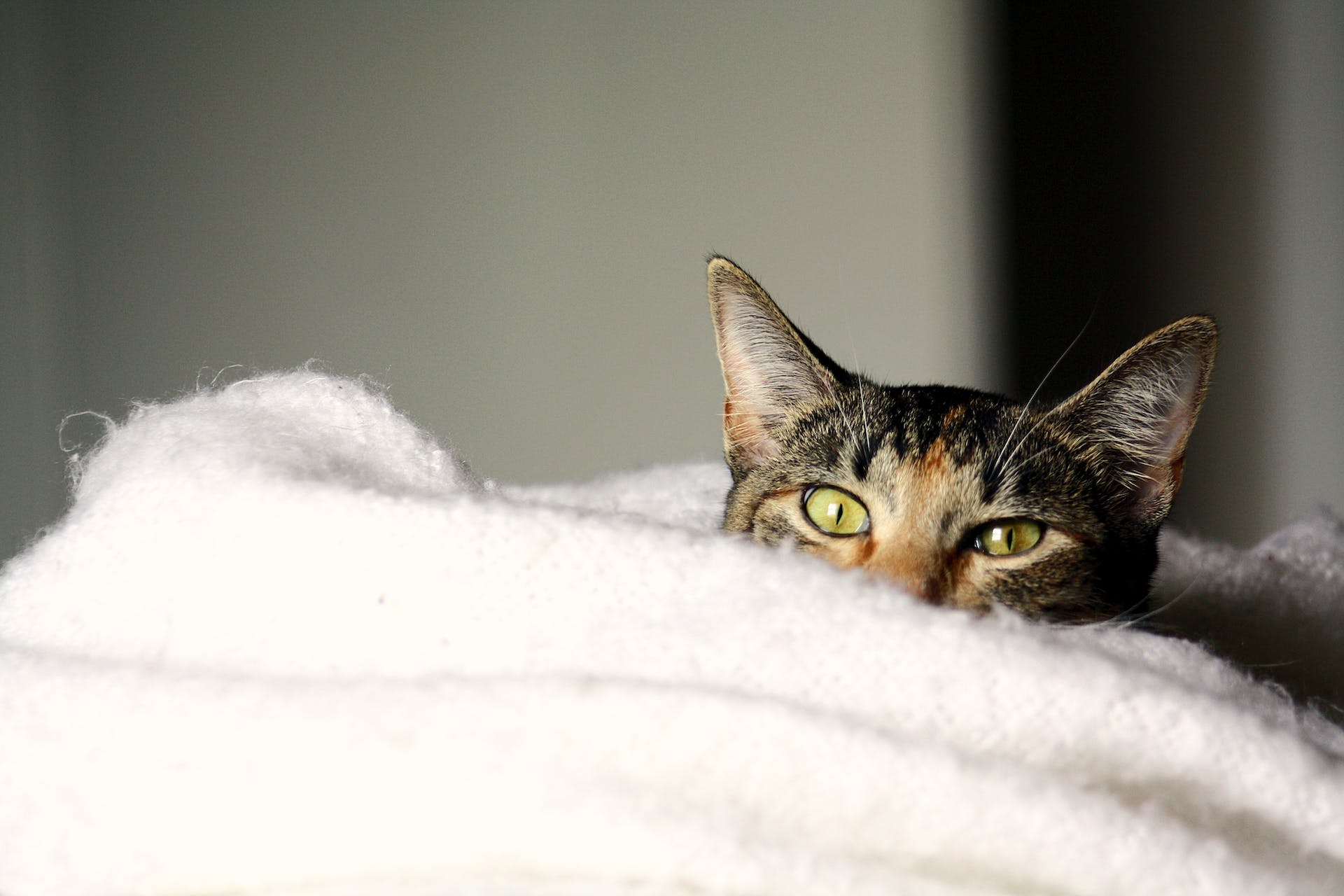 A cat snuggling into a soft blanket indoors