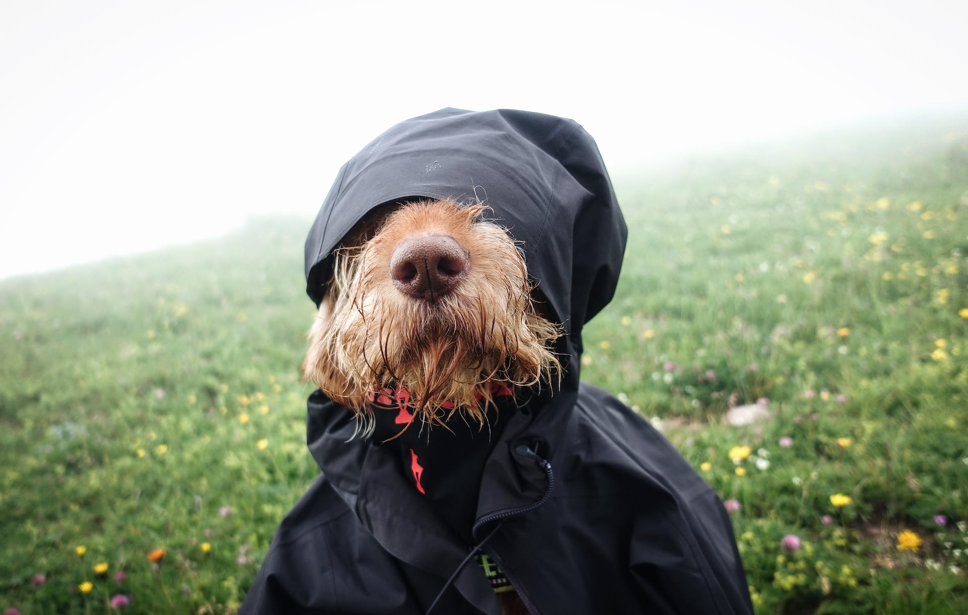 A dog wearing a raincoat in a rainy field