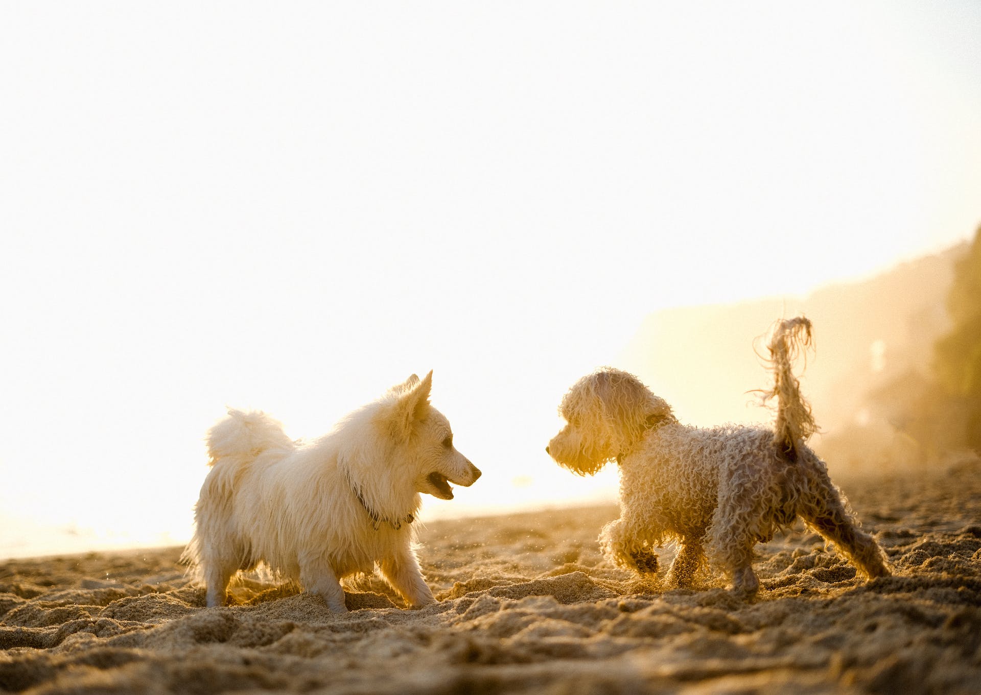 Two dogs in heat playing together on a beach