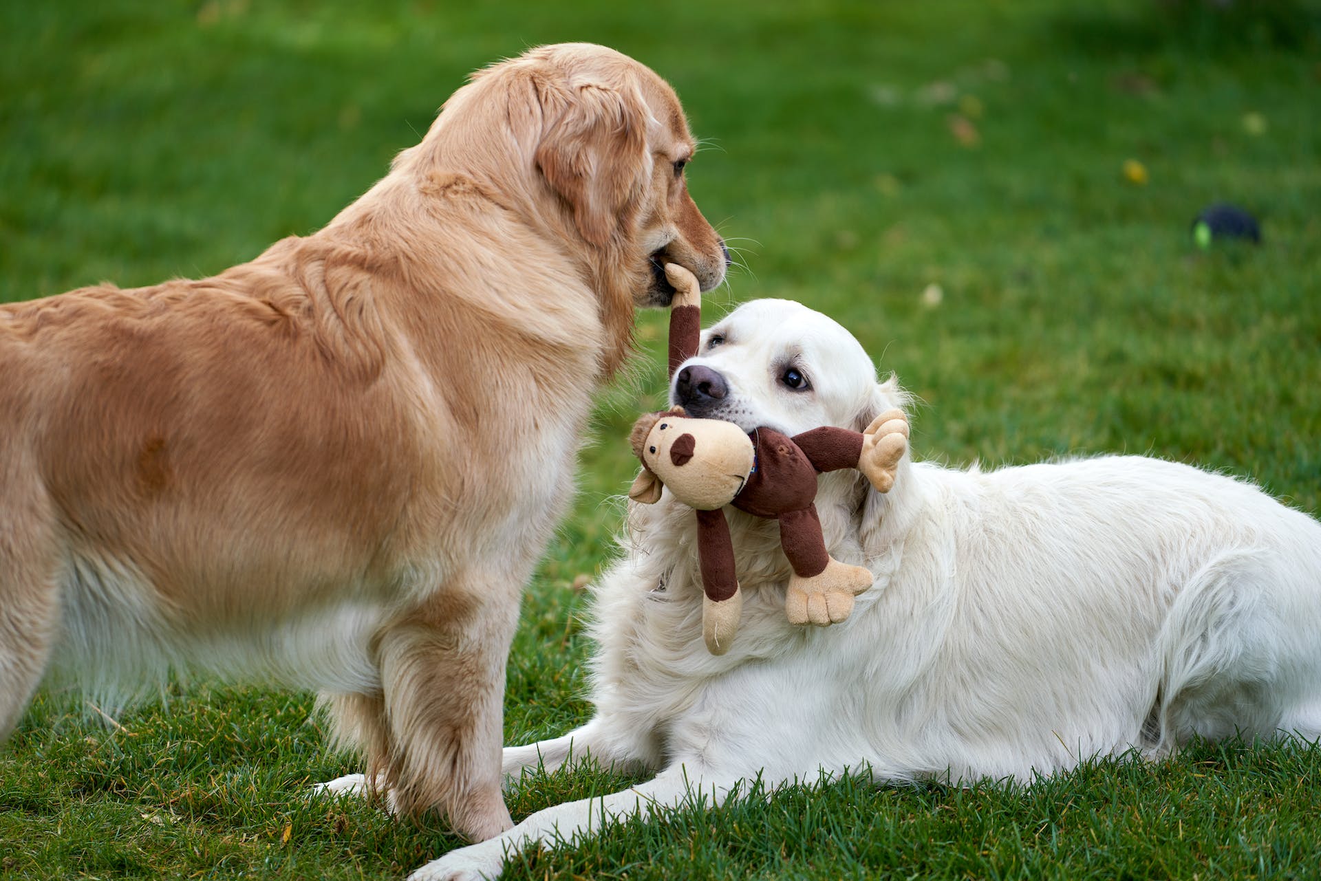 Two dogs in a lawn fighting over a stuffed toy
