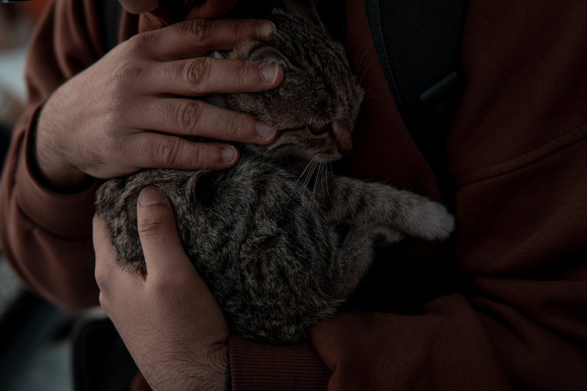 A man hugging a small cat