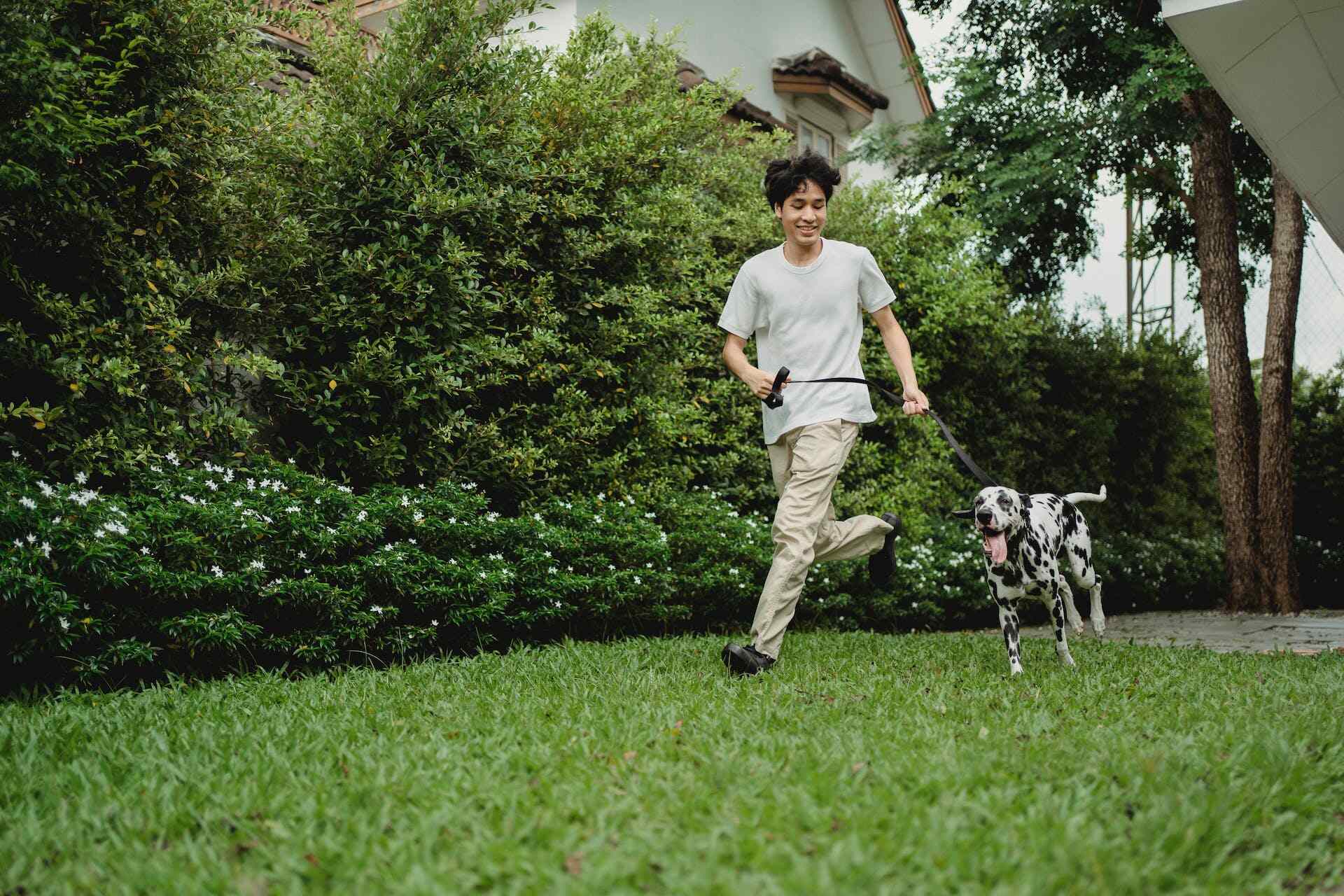 A man running besides a Dalmatian on a leash in a garden