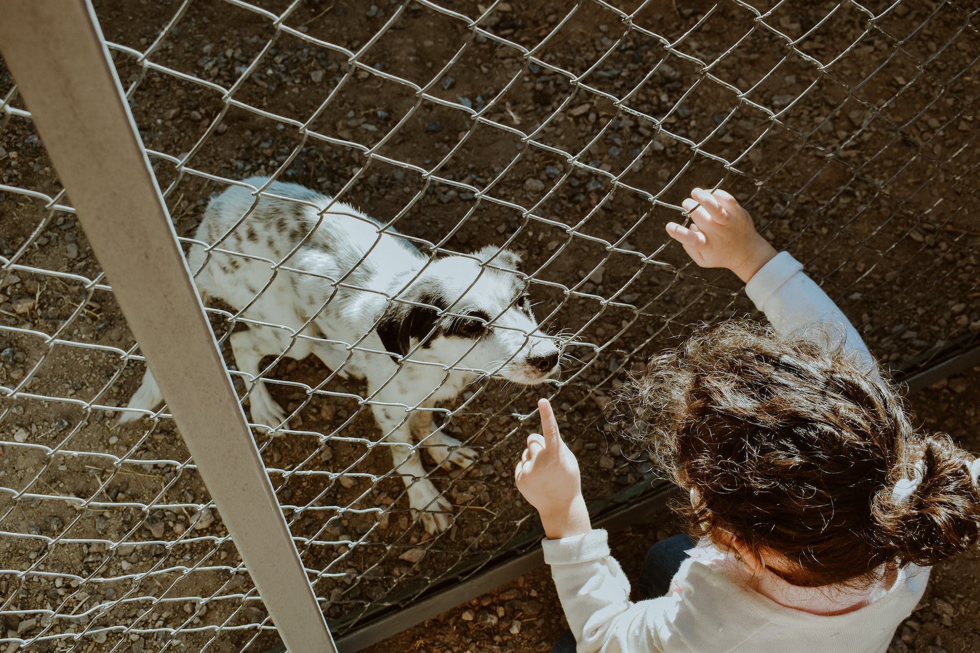 A dog looking at a little girl through a fence