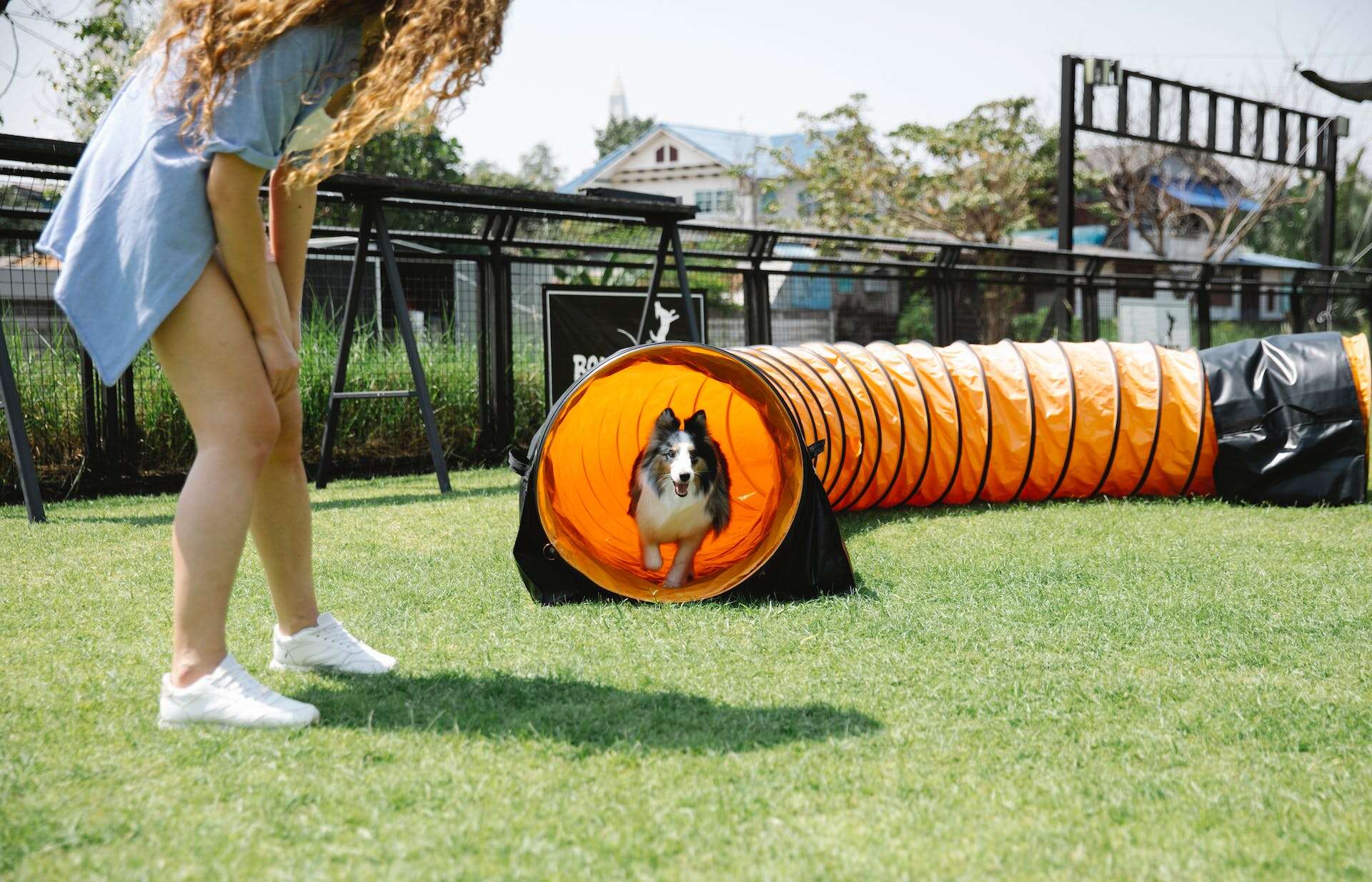 A dog running through an obstacle course in a lawn