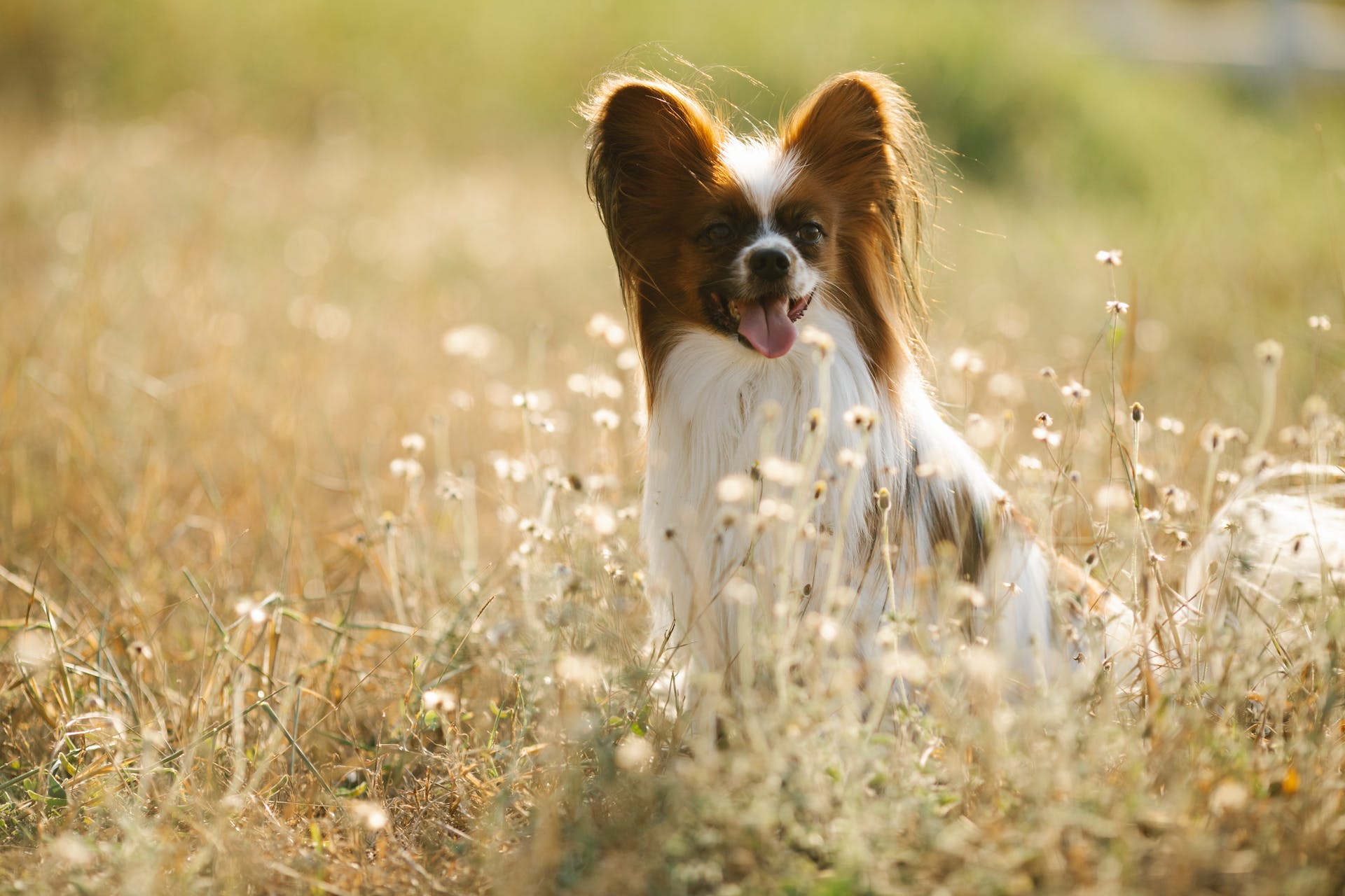 A Papillon dog sitting in a sunny field outdoors