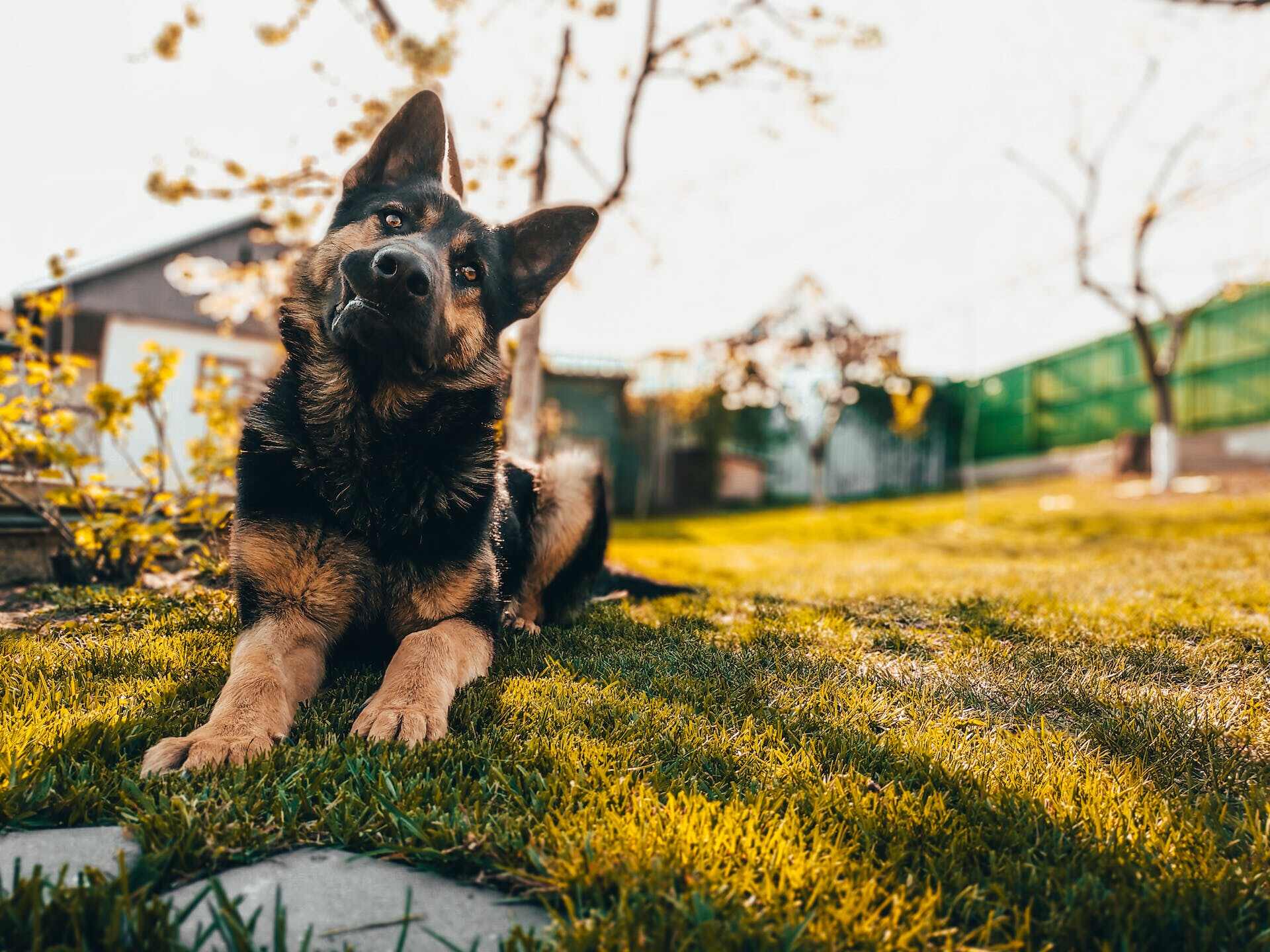 A German Shepherd puppy sitting in a shaded part of a lawn