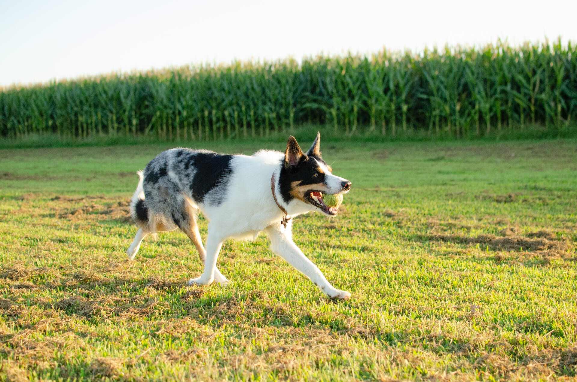 A white and black dog running in a field with a tennis ball in their mouth