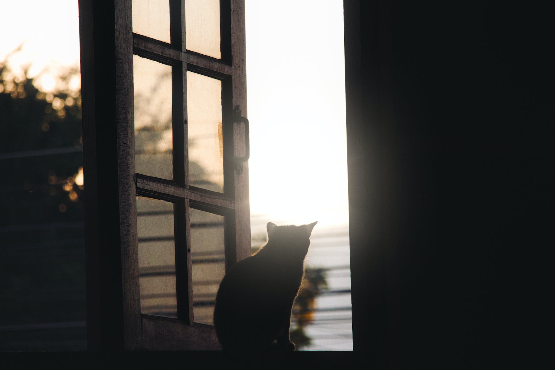 A cat sitting in a dark room by a sunny window