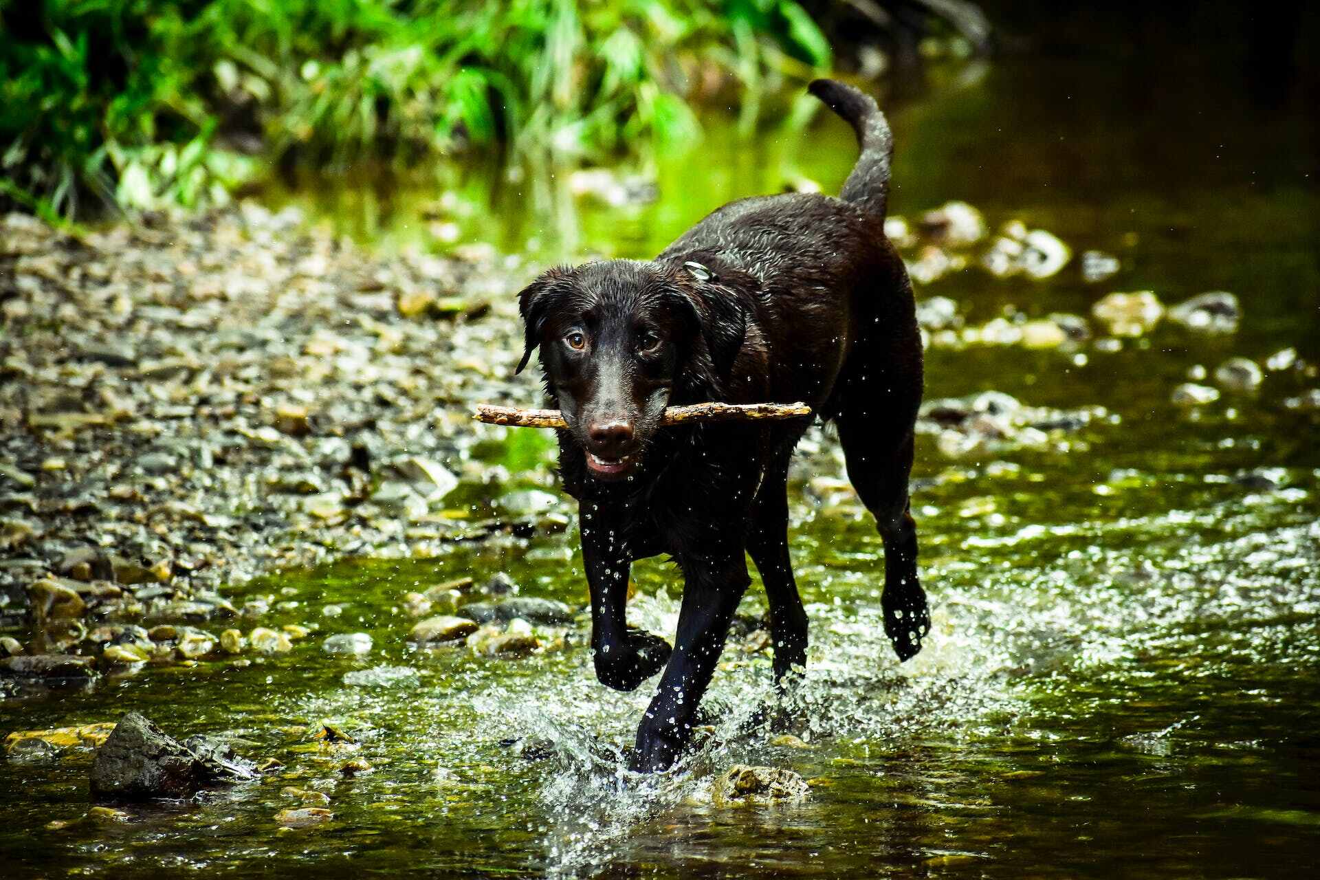 A black dog carrying a stick in their mouth in a pond