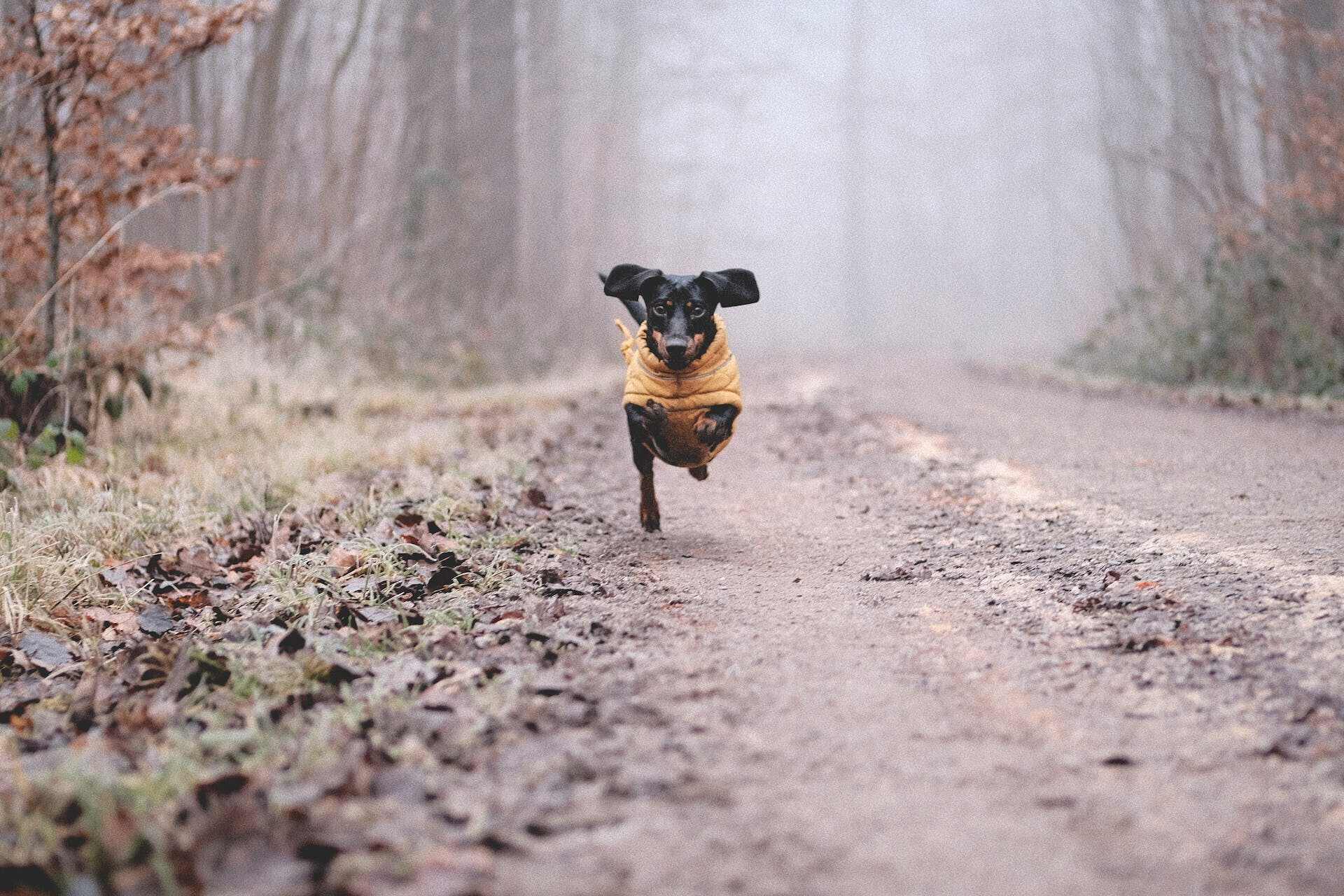 Een teckel met een geel vest rent het bos in