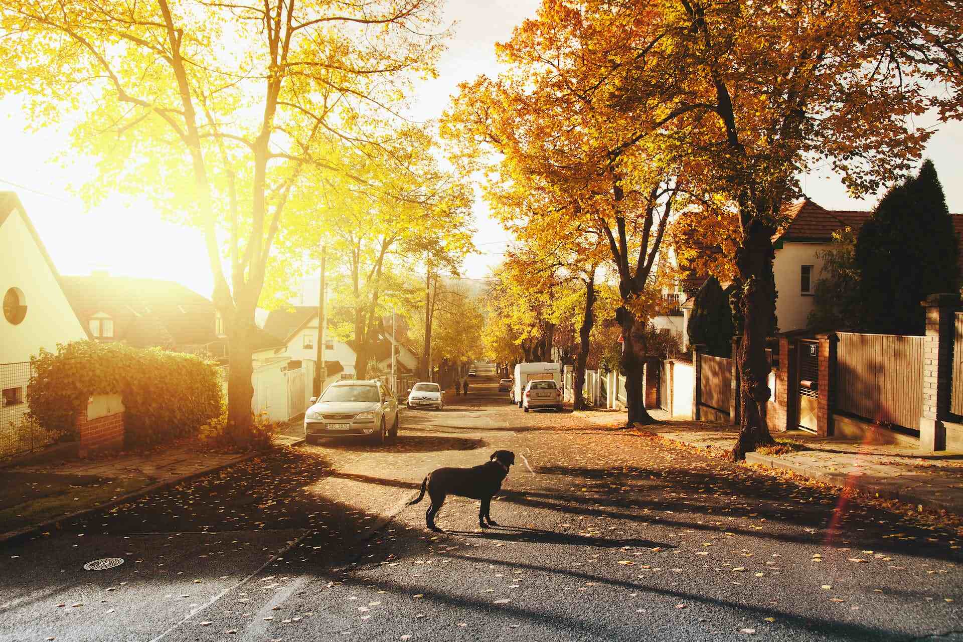 A dog wandering around a sunny neighborhood