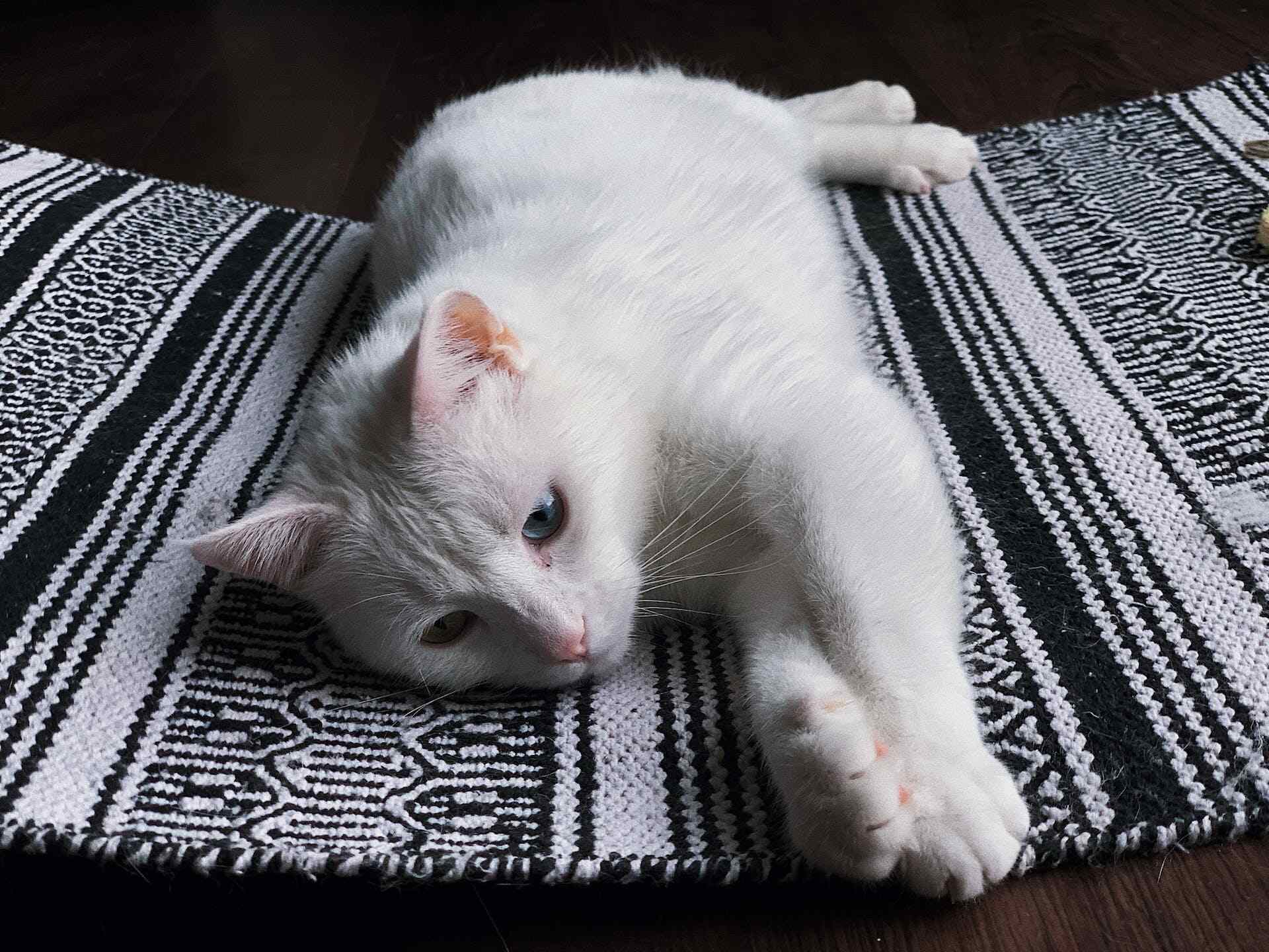 A sad white cat lying on a patterned rug