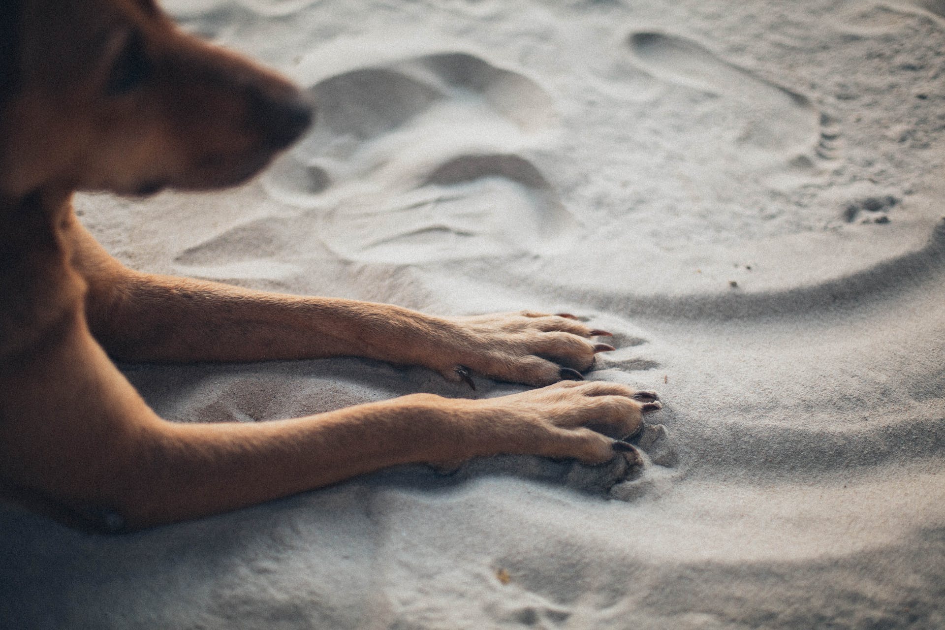 A dog resting their paws in sand
