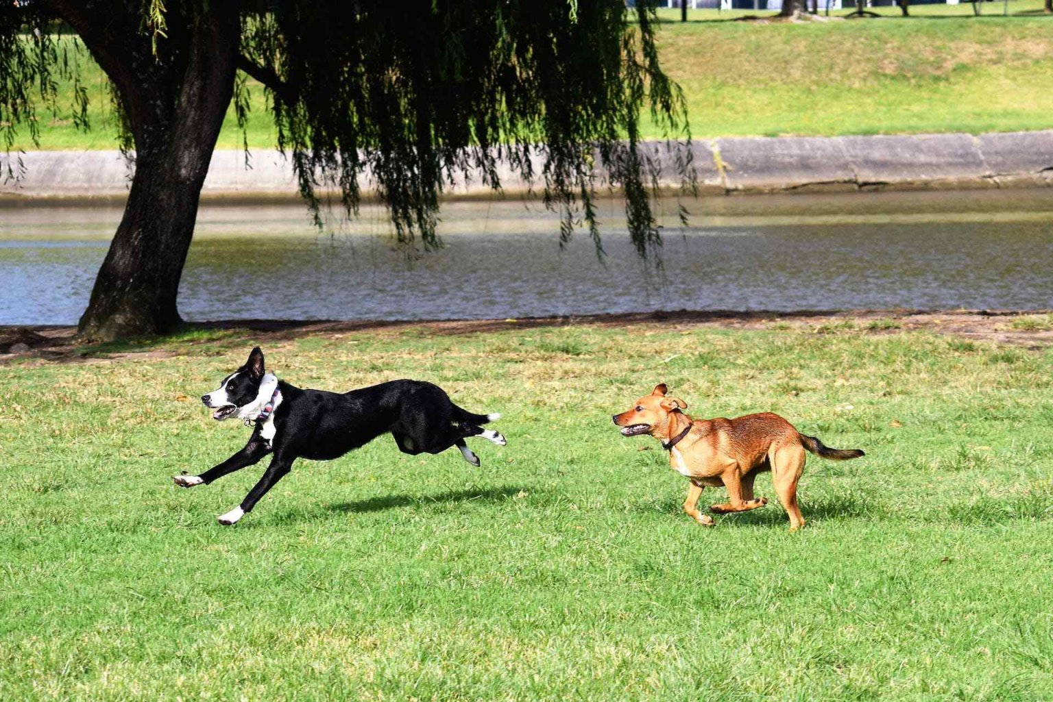 If Your Dog Keeps Running Away, Try These Tips Tractive